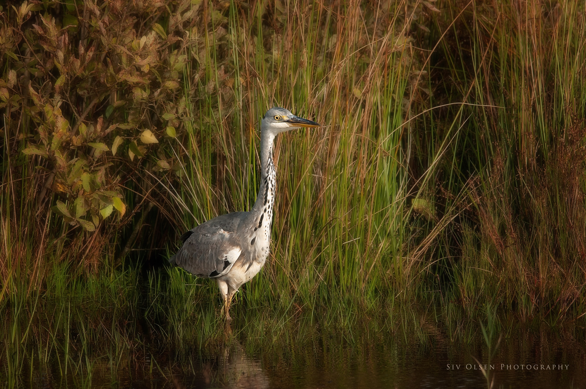 Sigma 150-500mm F5-6.3 DG OS HSM sample photo. ~ heron ~ photography