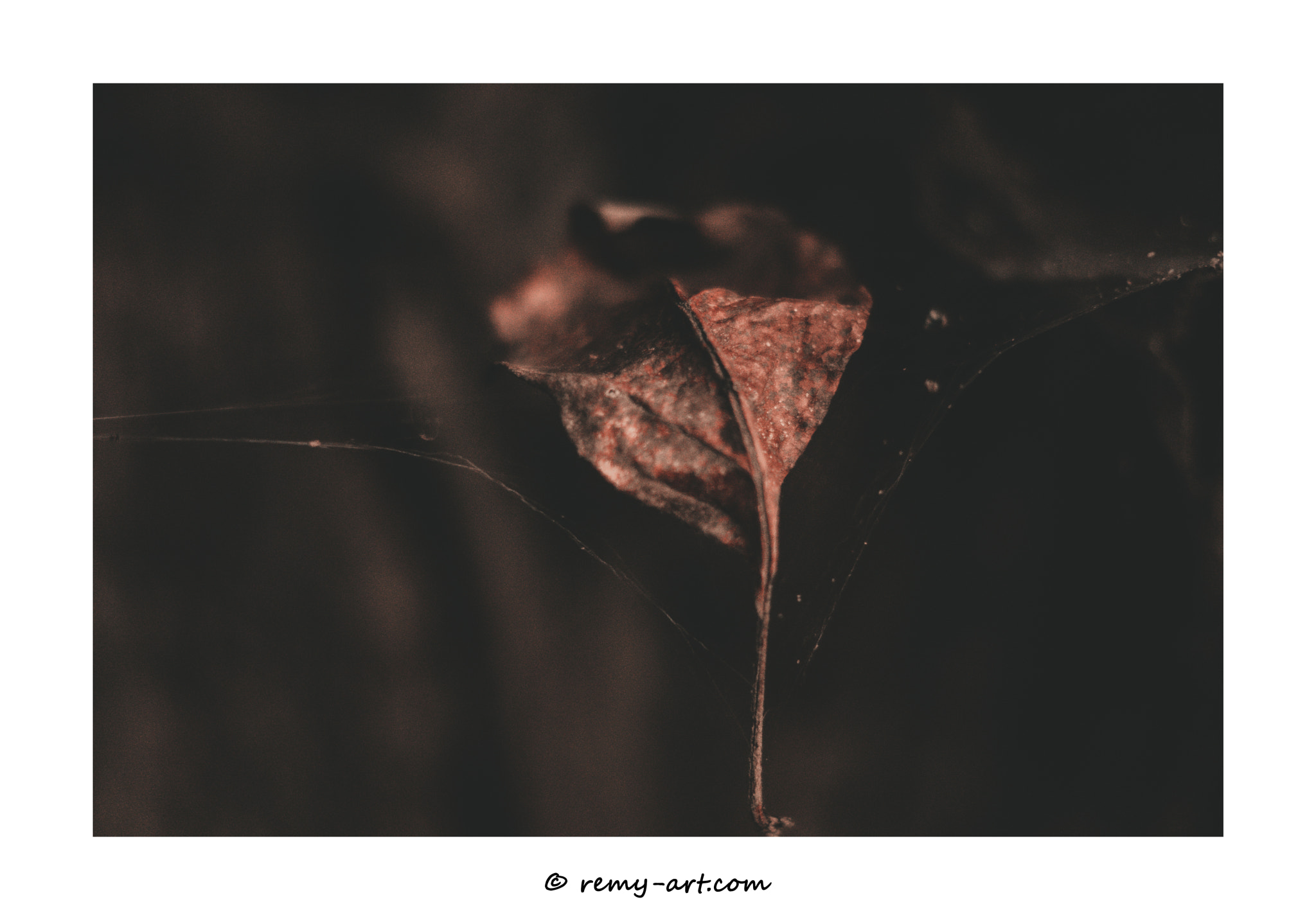 Sony ILCA-77M2 + Sony DT 50mm F1.8 SAM sample photo. Leaf photography