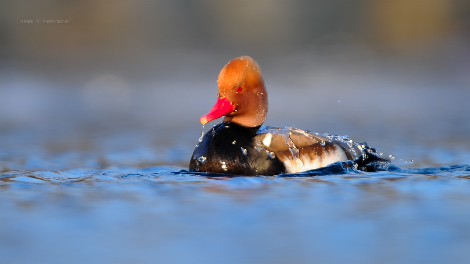 Nikon D3S + Nikon AF-S Nikkor 600mm F4G ED VR sample photo. 赤嘴潜鸭出浴 photography