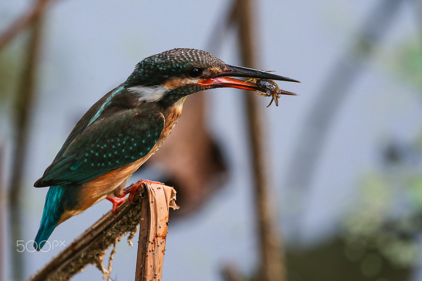 Canon EF 100-400mm F4.5-5.6L IS USM sample photo. Alcedo atthis photography