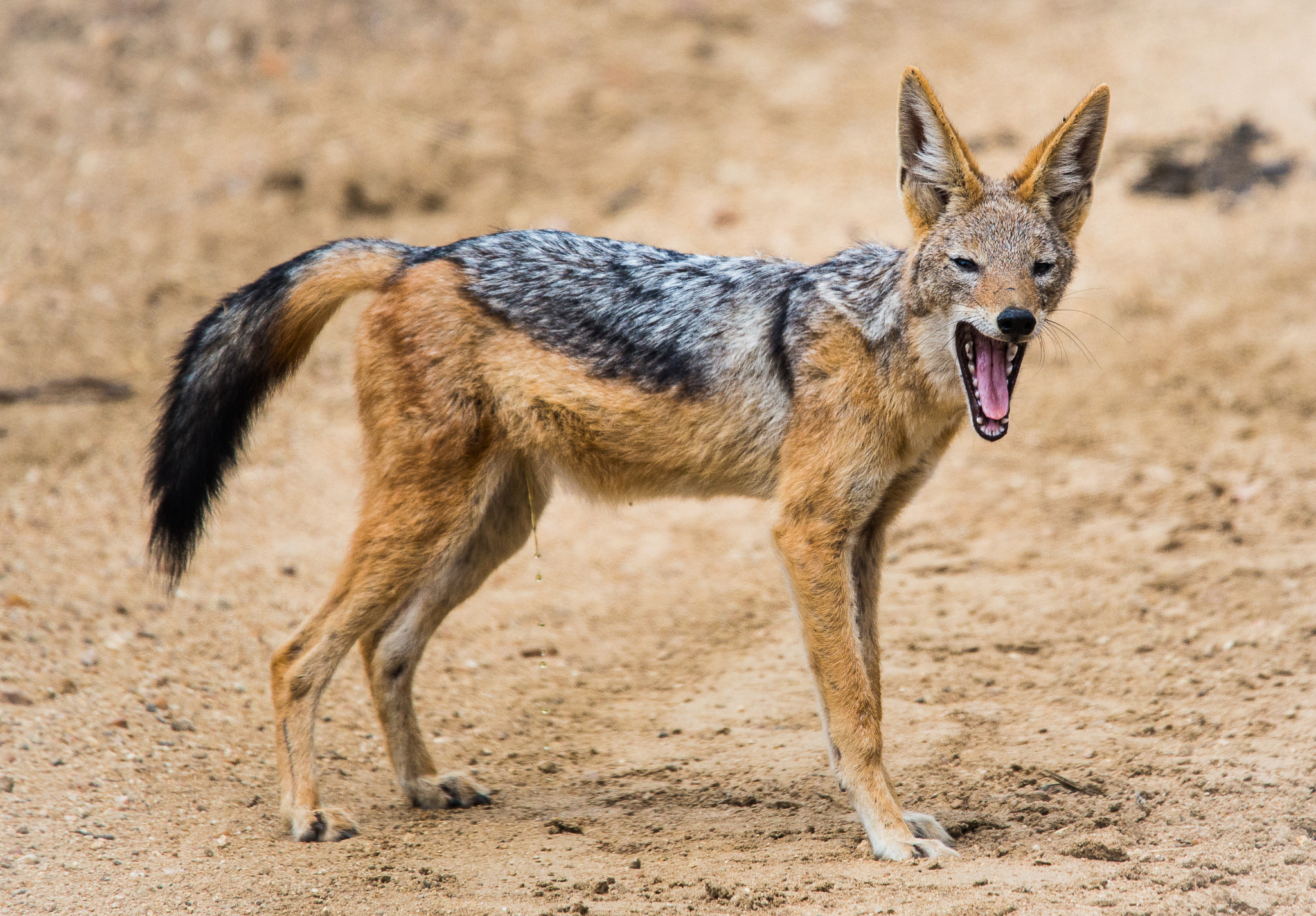 Nikon D600 sample photo. Black backed jackal photography