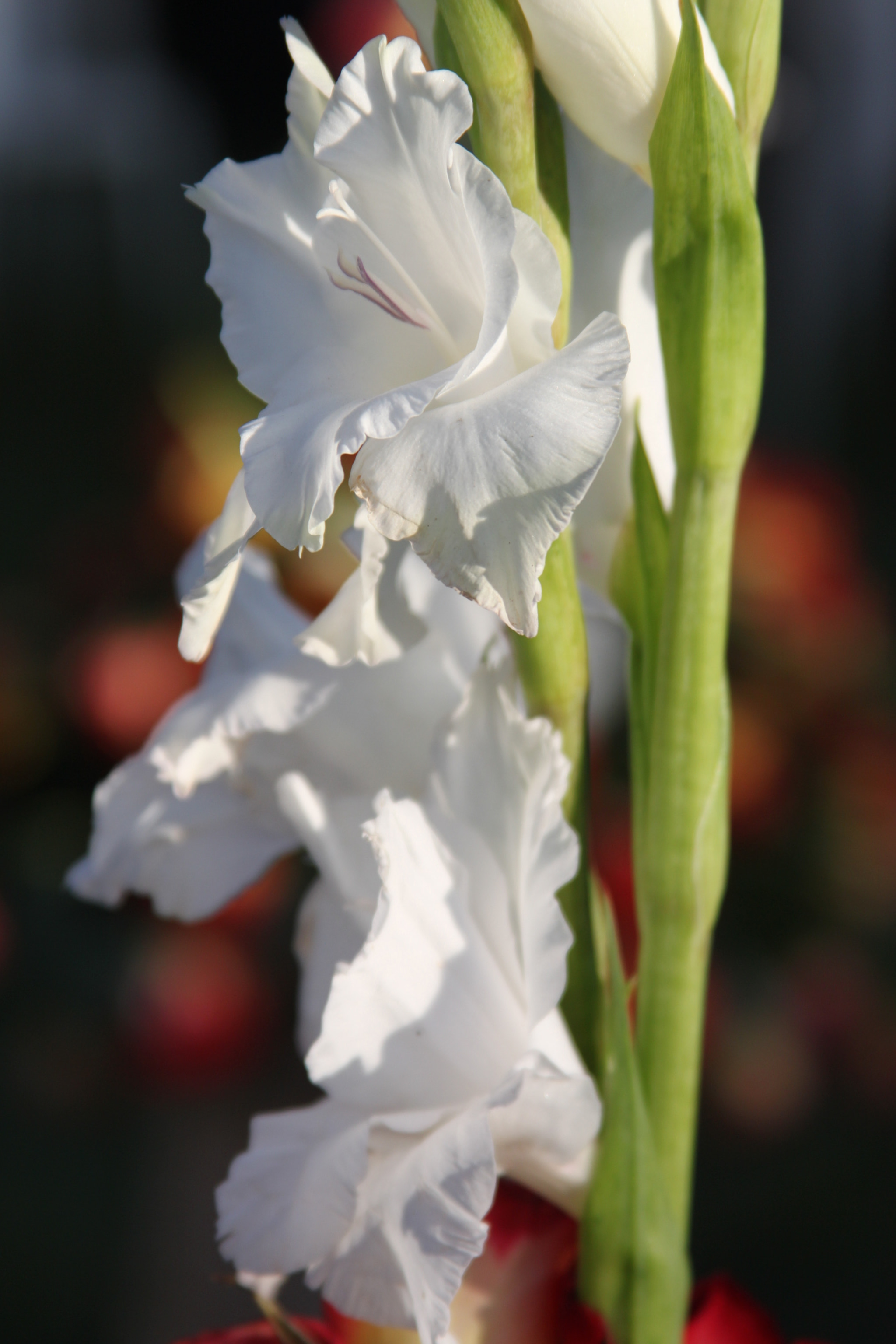 Canon EF 28-135mm F3.5-5.6 IS USM sample photo. Nature photography