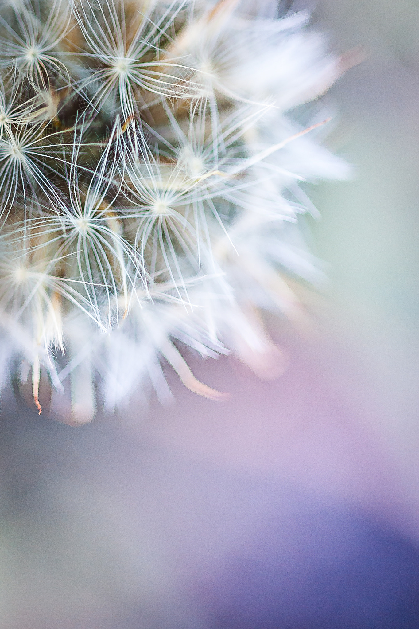 Sigma 105mm F2.8 EX DG OS HSM sample photo. En douceur photography