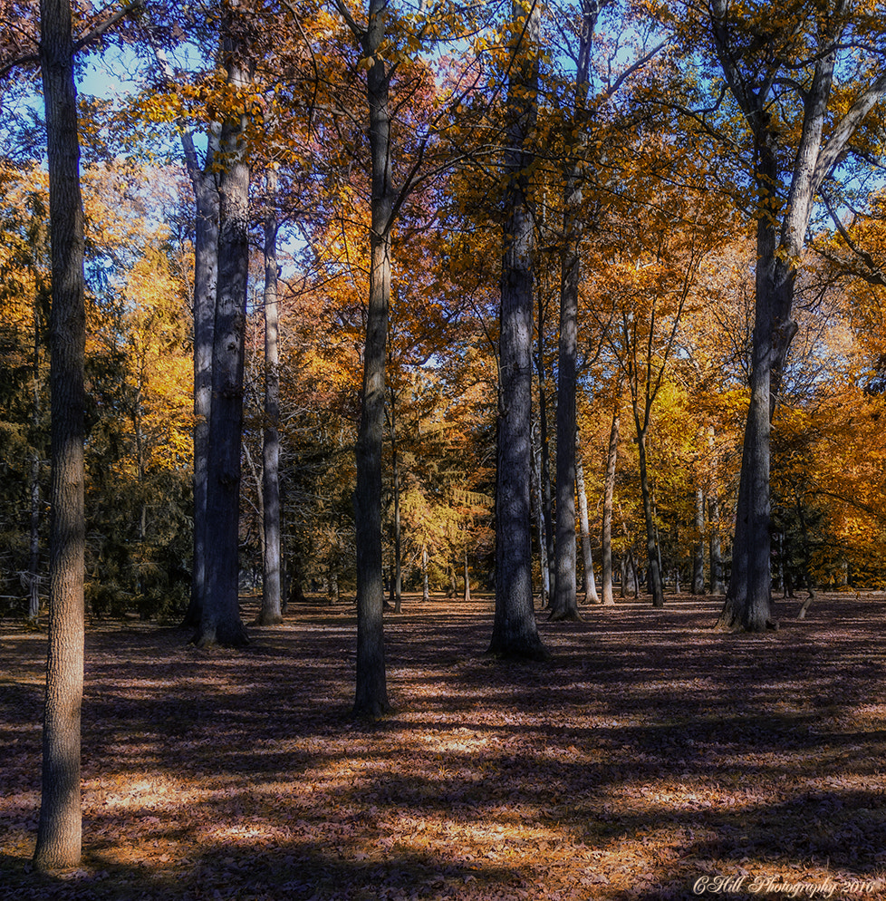 Sigma 18-250mm F3.5-6.3 DC OS HSM sample photo. Autumn at the grove photography