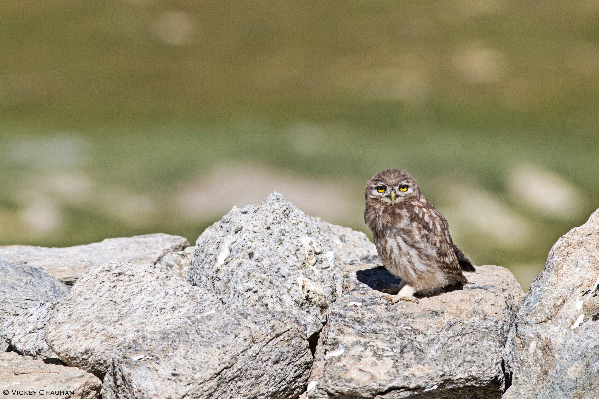 Canon EOS 70D + Canon EF 300mm F4L IS USM sample photo. Little owl | ladakh photography