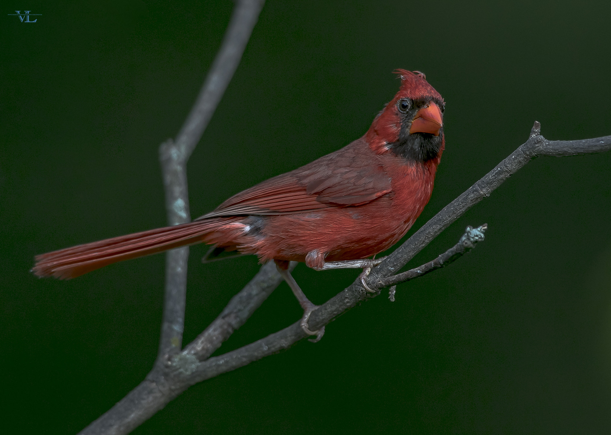 Canon EF 600mm F4L IS USM sample photo. Imgm photography