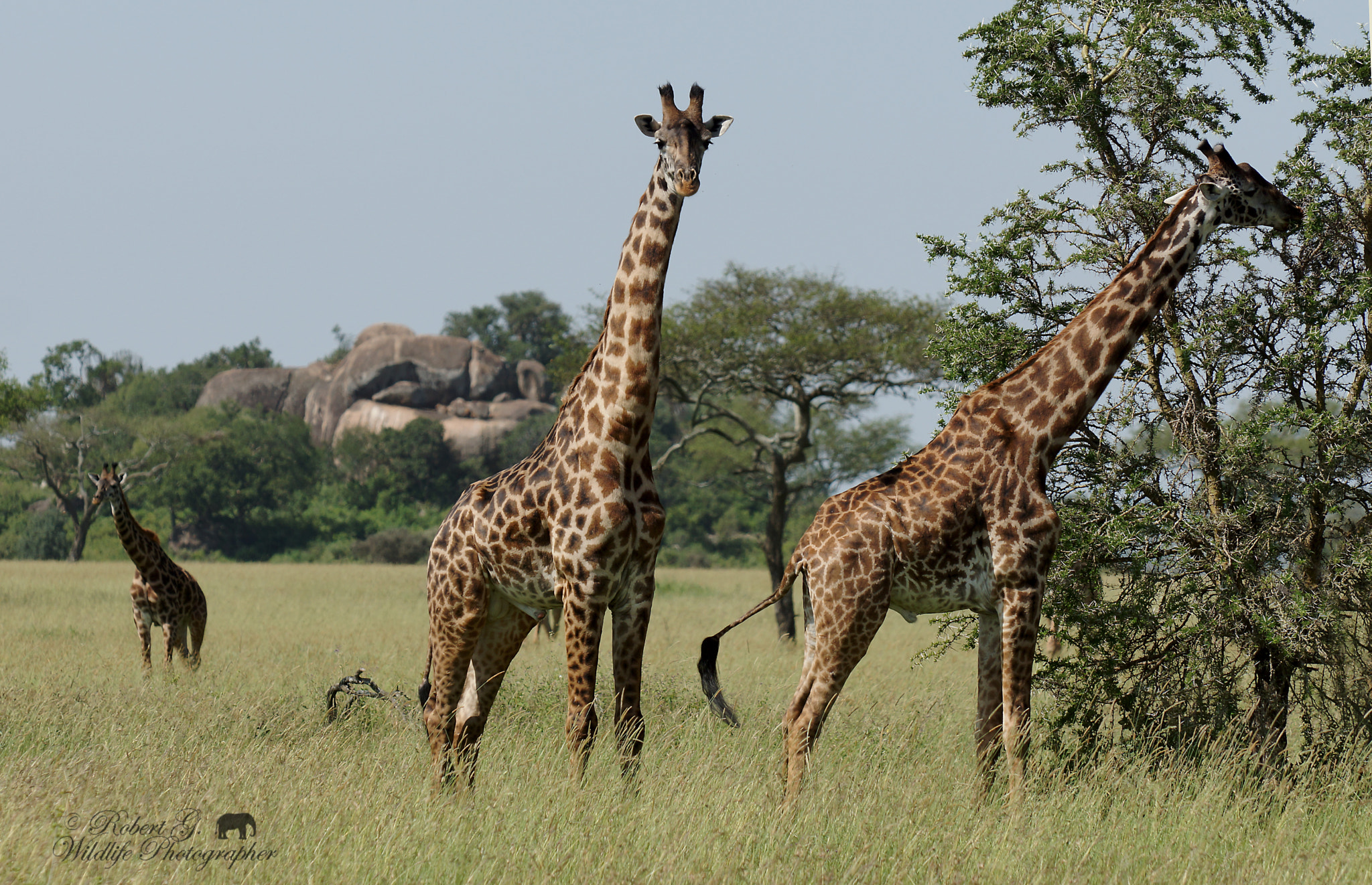 Minolta/Sony AF 70-200mm F2.8 G sample photo. Giraffe in serengeti photography