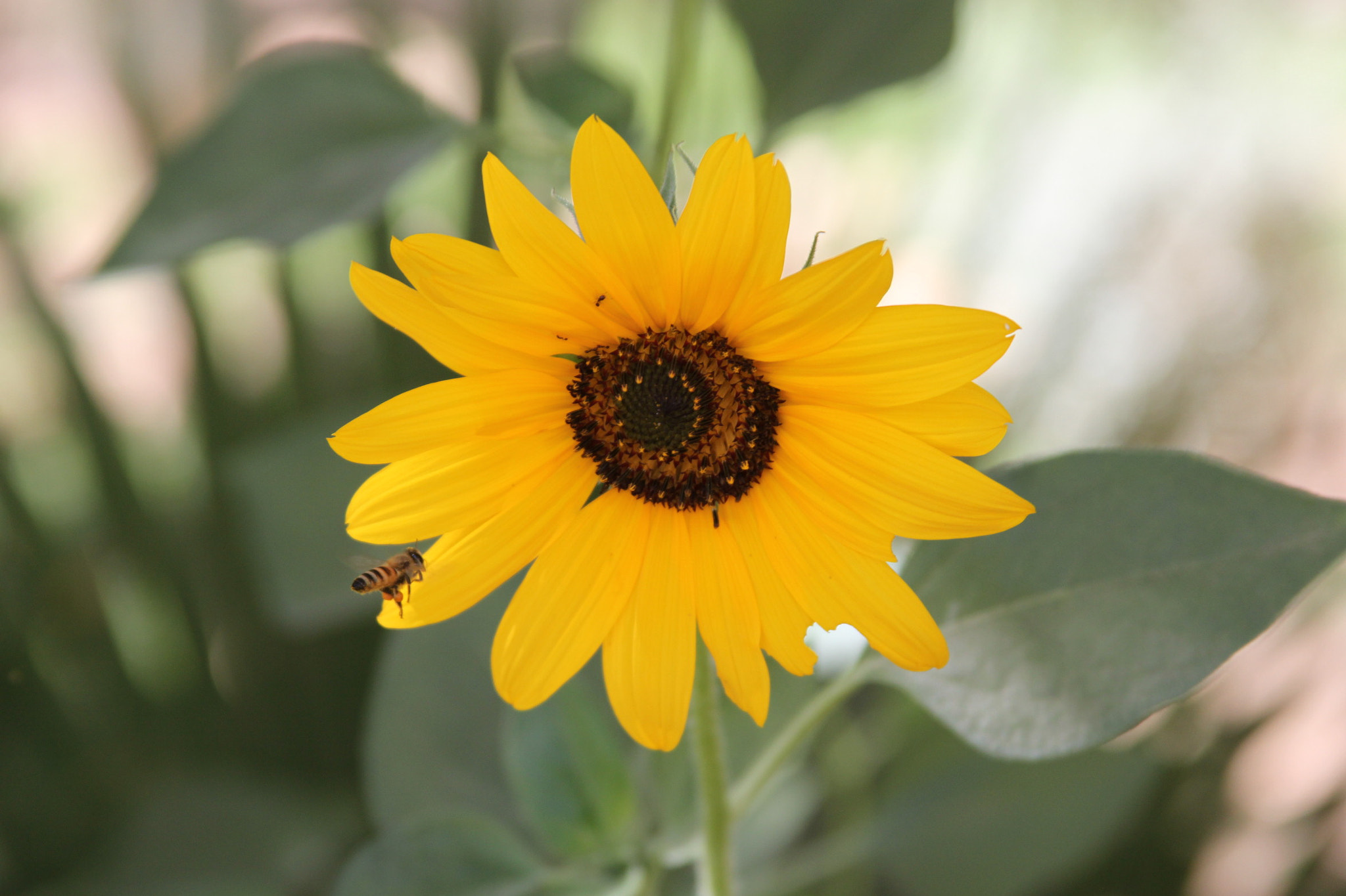 Canon EF 28-135mm F3.5-5.6 IS USM sample photo. Nature photography