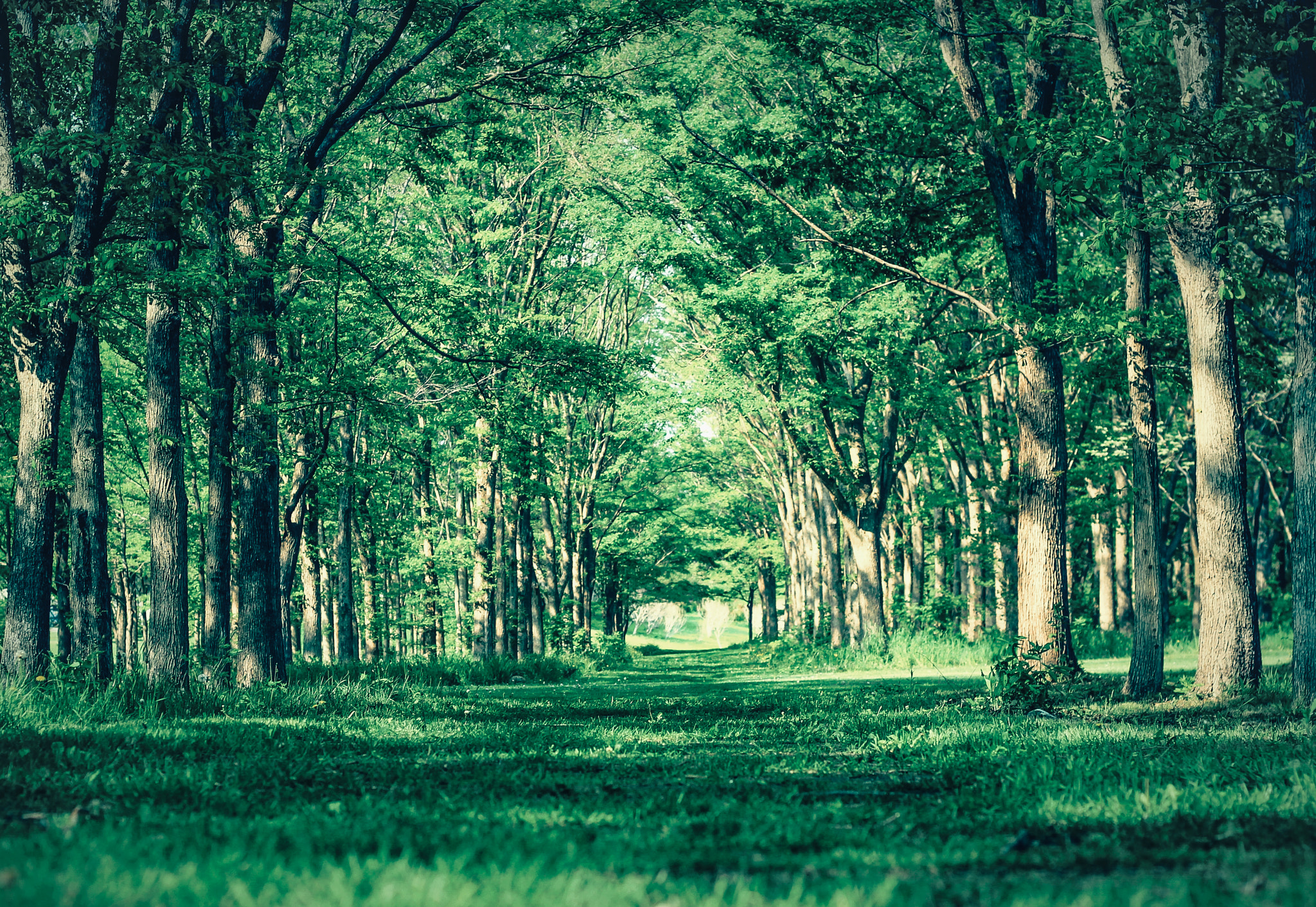 Canon EOS 600D (Rebel EOS T3i / EOS Kiss X5) sample photo. Green tunnel photography
