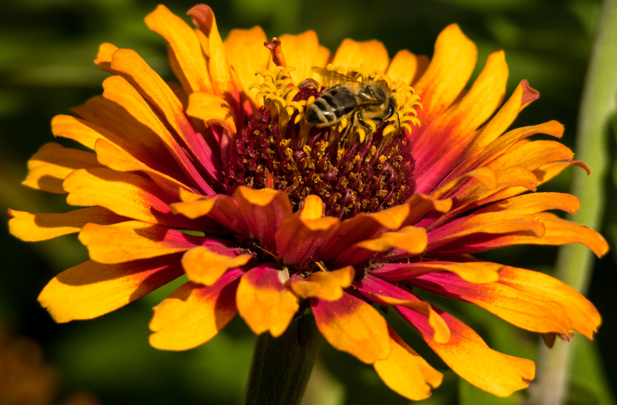 Pentax K-3 II sample photo. Atop the petals photography