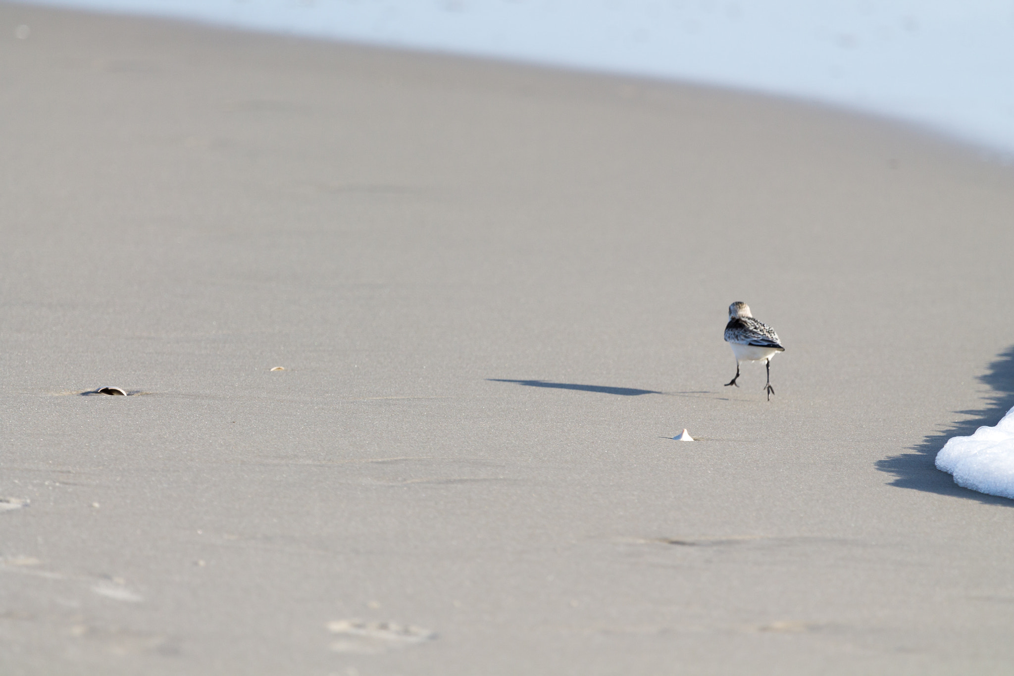 Canon EF 100-400mm F4.5-5.6L IS USM sample photo. Running down the beach photography