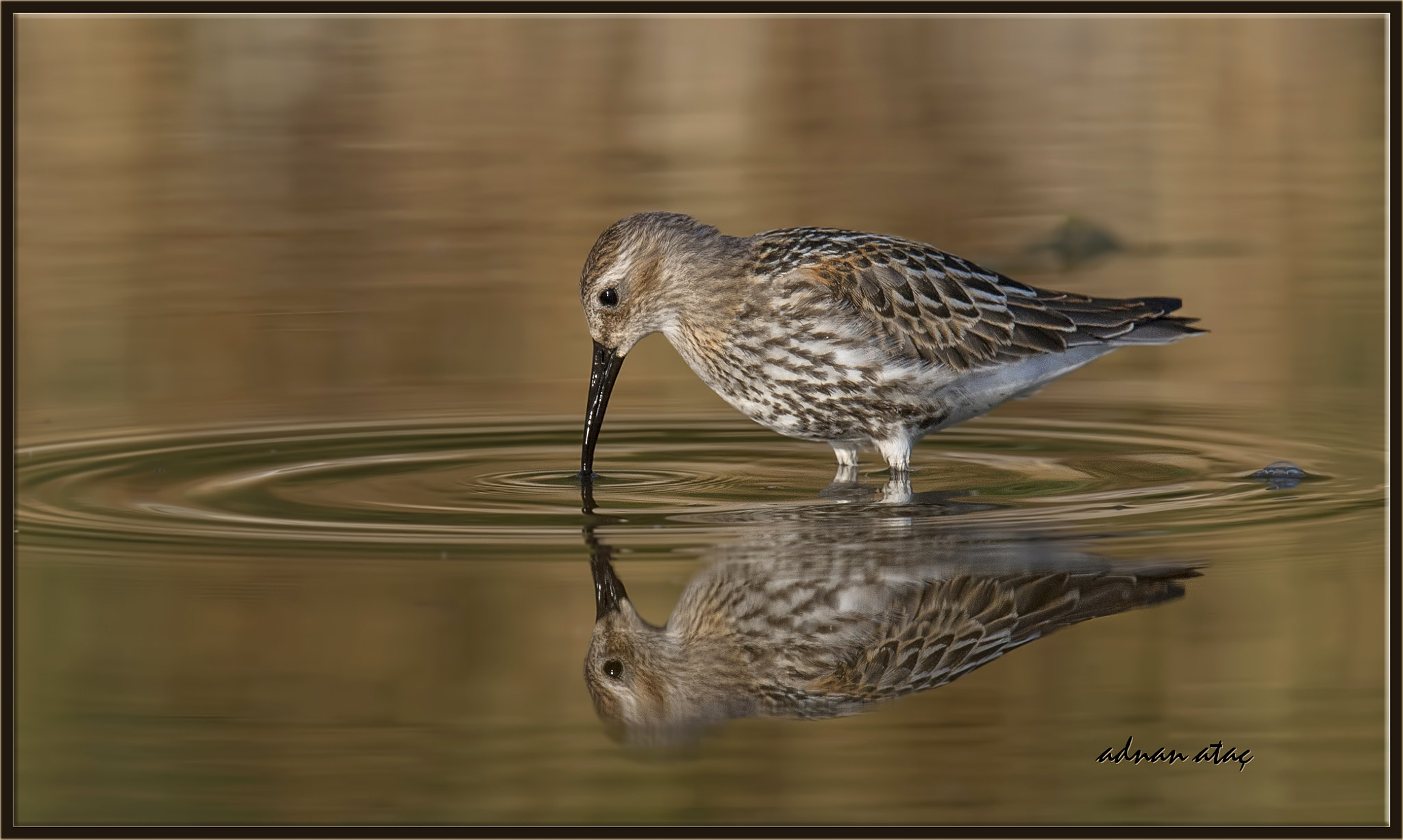Sigma 150-600mm F5-6.3 DG OS HSM | S sample photo. Karakarınlı kumkuşu - calidris alpina - dunlin photography