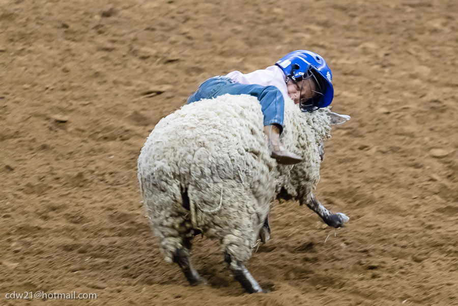 Canon EOS-1D X Mark II sample photo. Mutton busting in central texas photography
