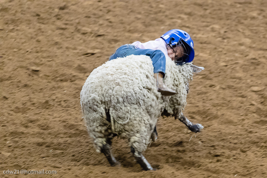 150-600mm F5-6.3 DG OS HSM | Contemporary 015 sample photo. Mutton busting in central texas photography