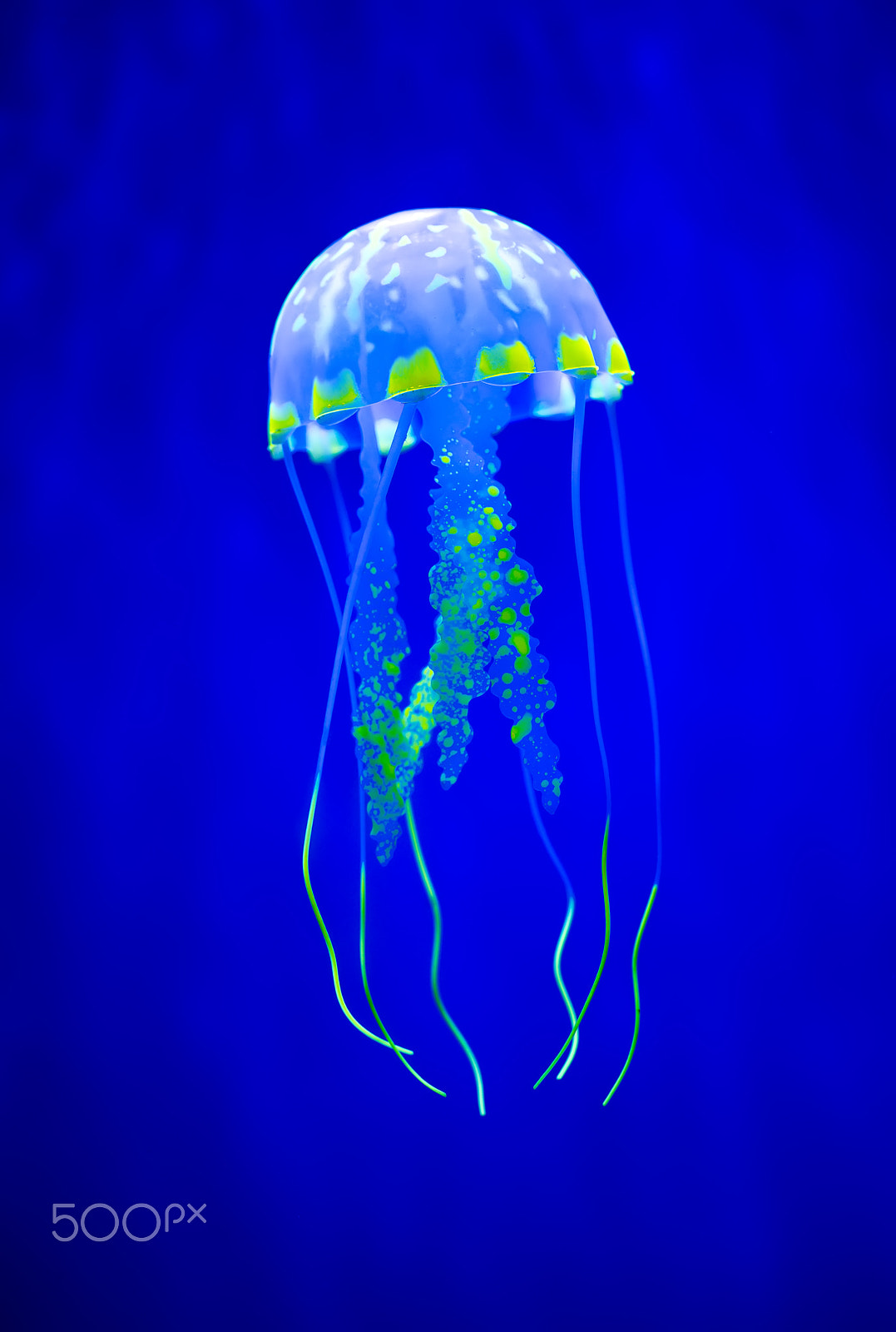 Sony a7R II + Canon EF 100mm F2.8L Macro IS USM sample photo. Real jellyfish on a blue background photography