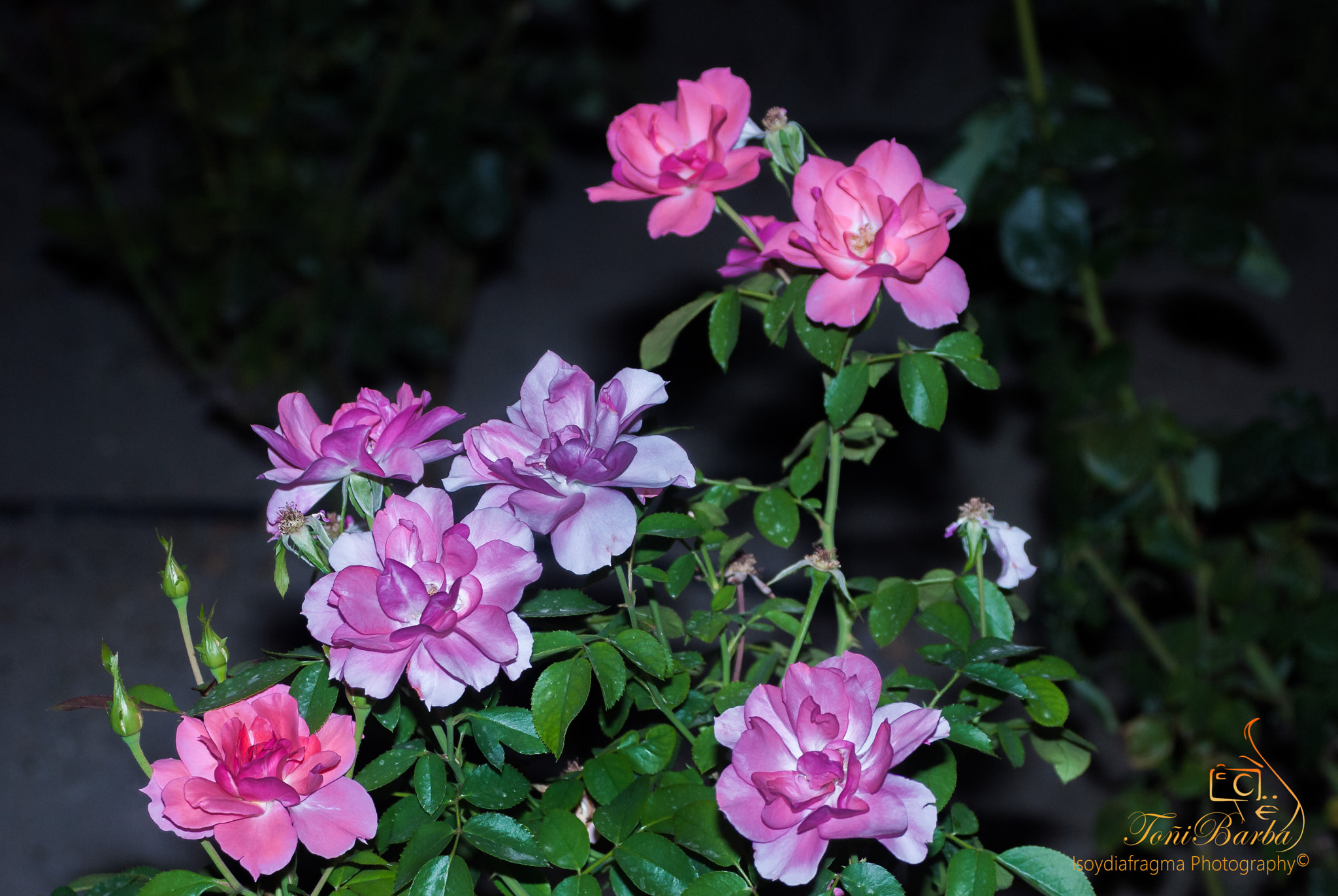 AF Zoom-Nikkor 35-80mm f/4-5.6D N sample photo