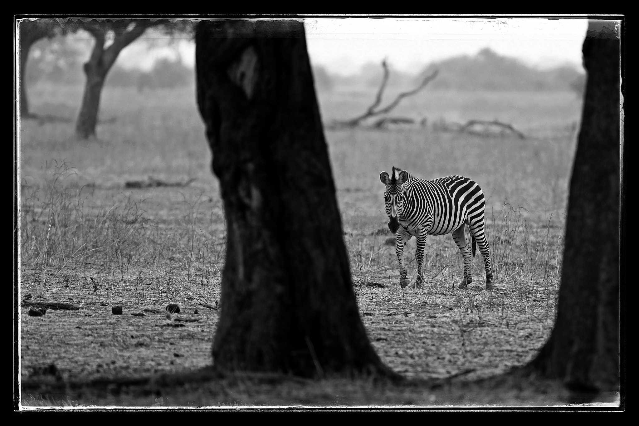 Canon EOS-1D X Mark II + Canon EF 200-400mm F4L IS USM Extender 1.4x sample photo. A lone zebra grazes in south luangwa national park, zambia. photography