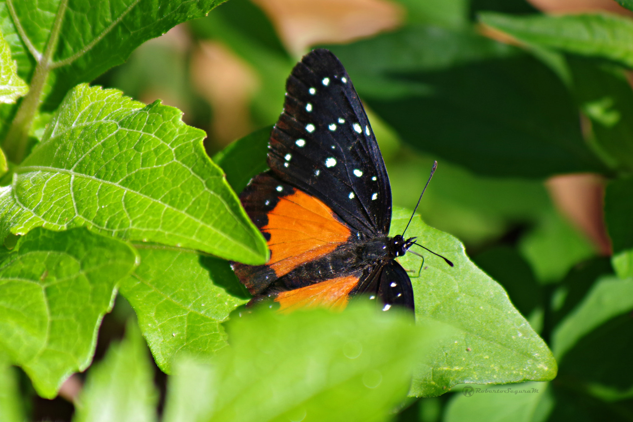 Pentax K-S2 sample photo. Otra mariposa photography