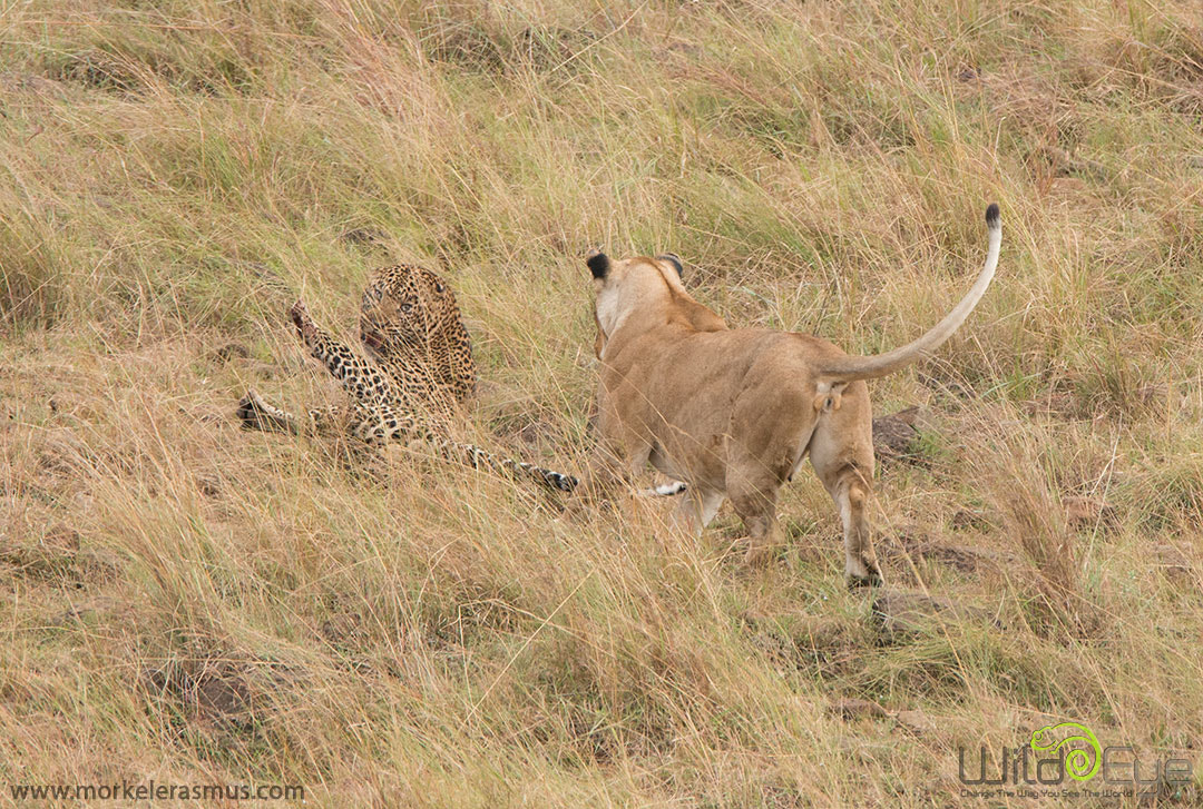 Nikon AF-S Nikkor 400mm F2.8G ED VR II sample photo. Big cat fright photography