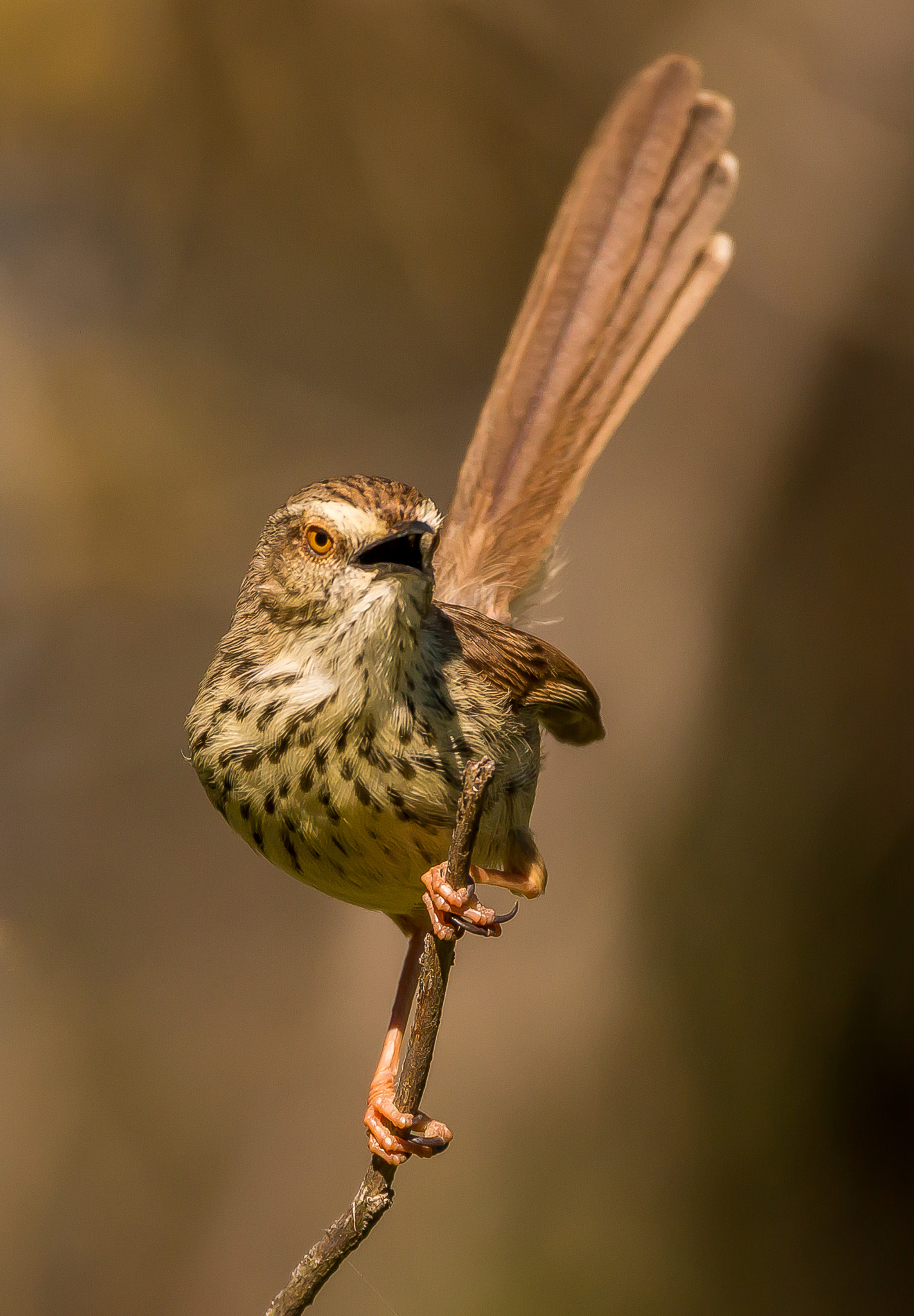 Sigma 150-600mm F5-6.3 DG OS HSM | C sample photo. Chirping prinia photography