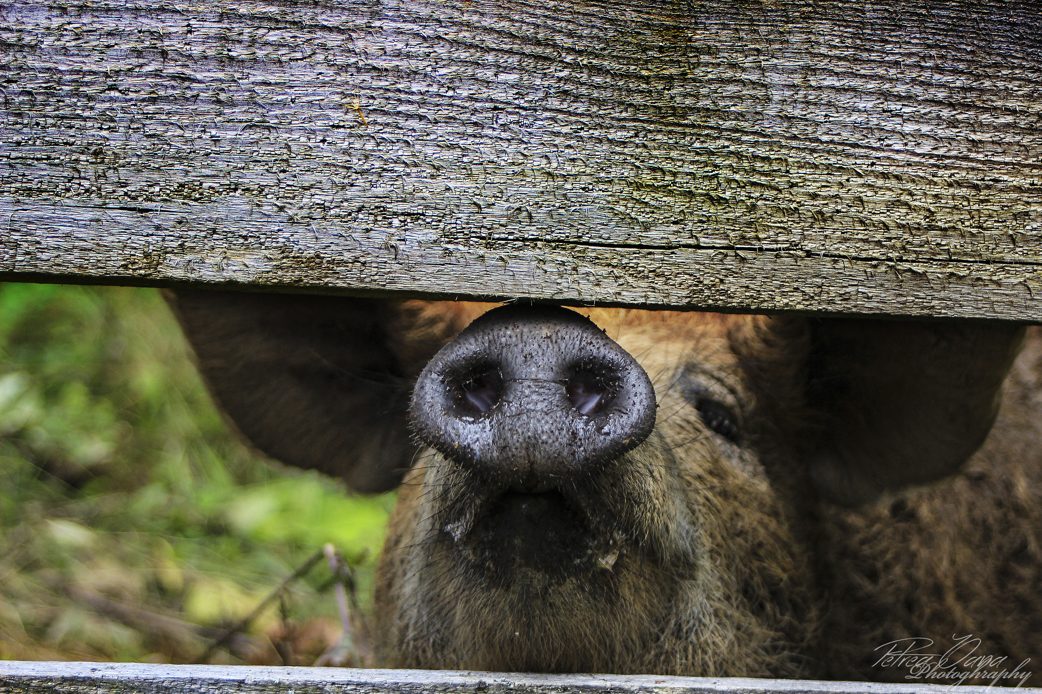 Canon EF 28-80mm f/3.5-5.6 sample photo. Mr. pig photography