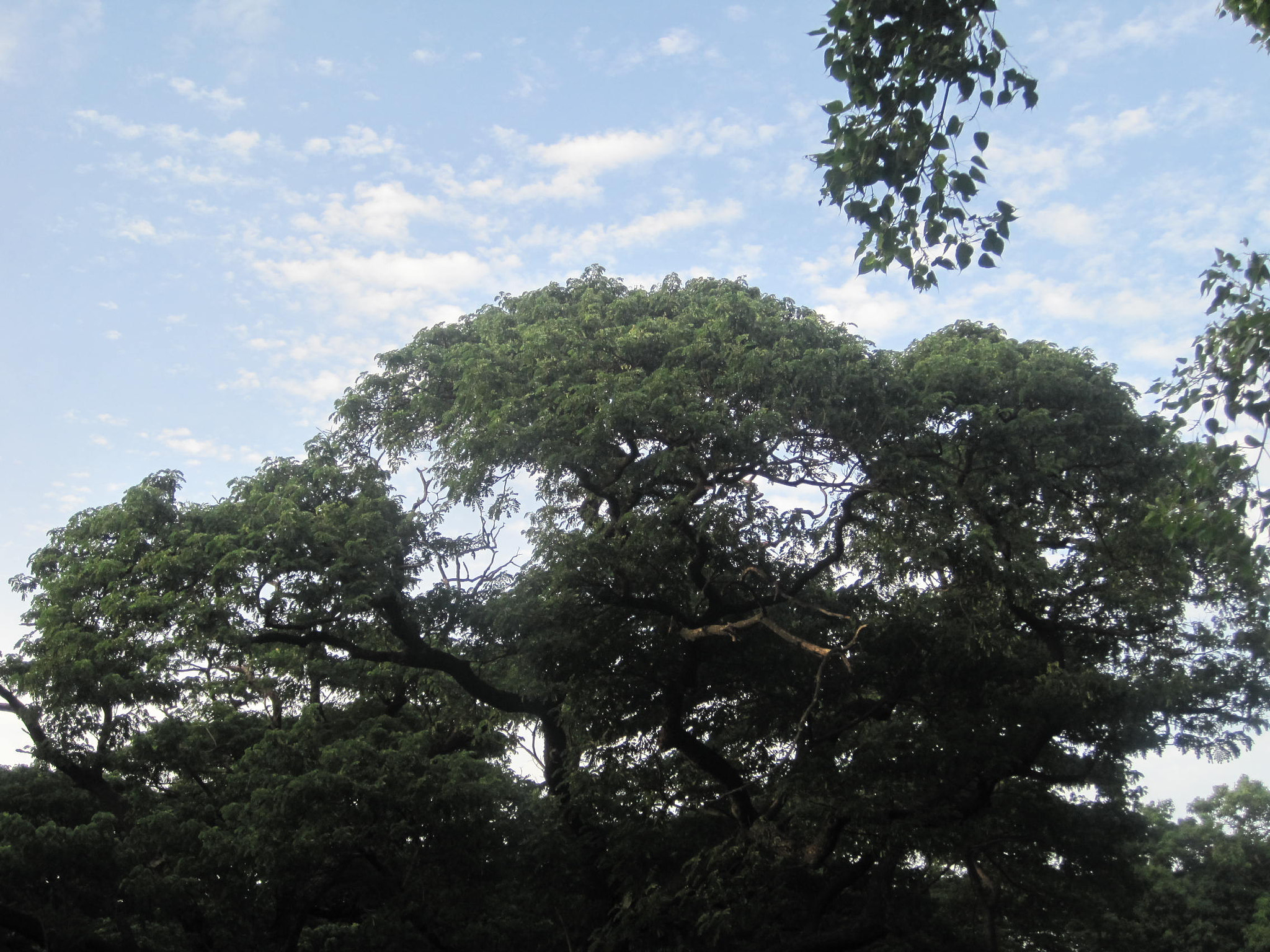 Canon PowerShot SD1200 IS (Digital IXUS 95 IS / IXY Digital 110 IS) sample photo. Canopy land photography
