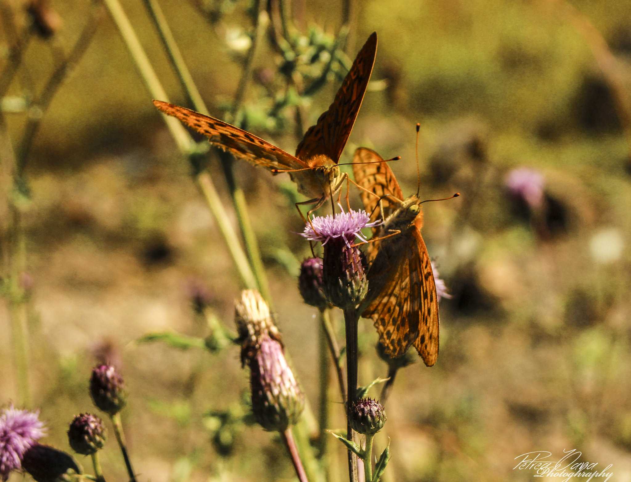 Canon EF 28-80mm f/3.5-5.6 sample photo. Butterfly photography