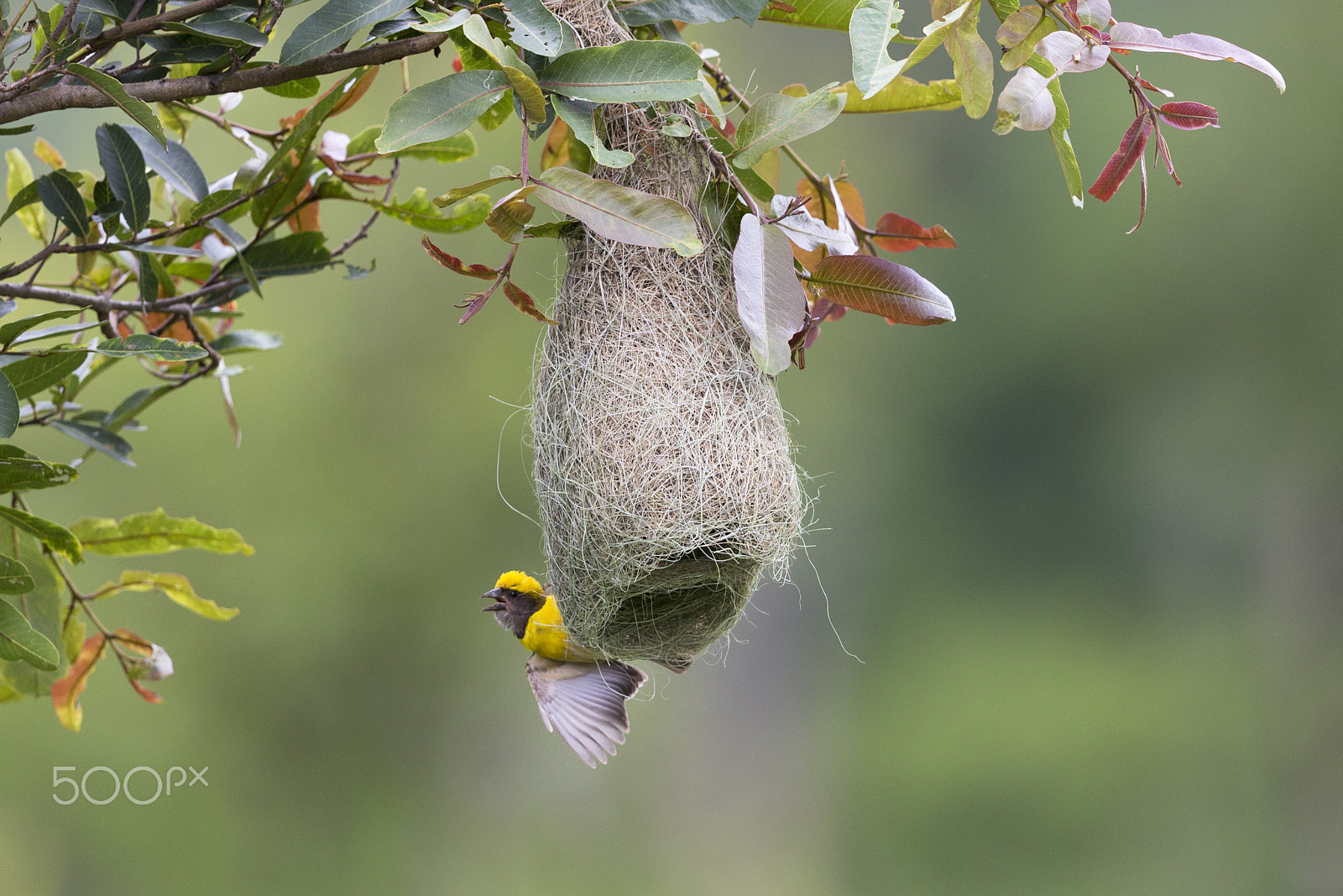 Canon EOS 6D + Canon EF 500mm F4L IS II USM sample photo. Baya weaver - male photography