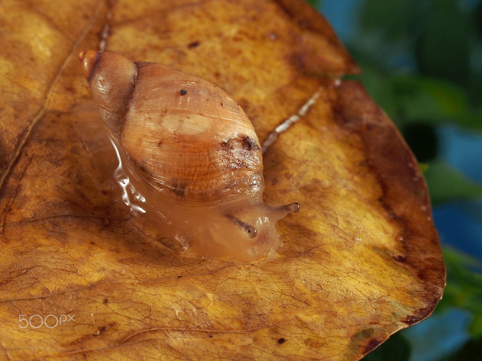 Olympus PEN E-PL5 sample photo. Snail and leaf photography