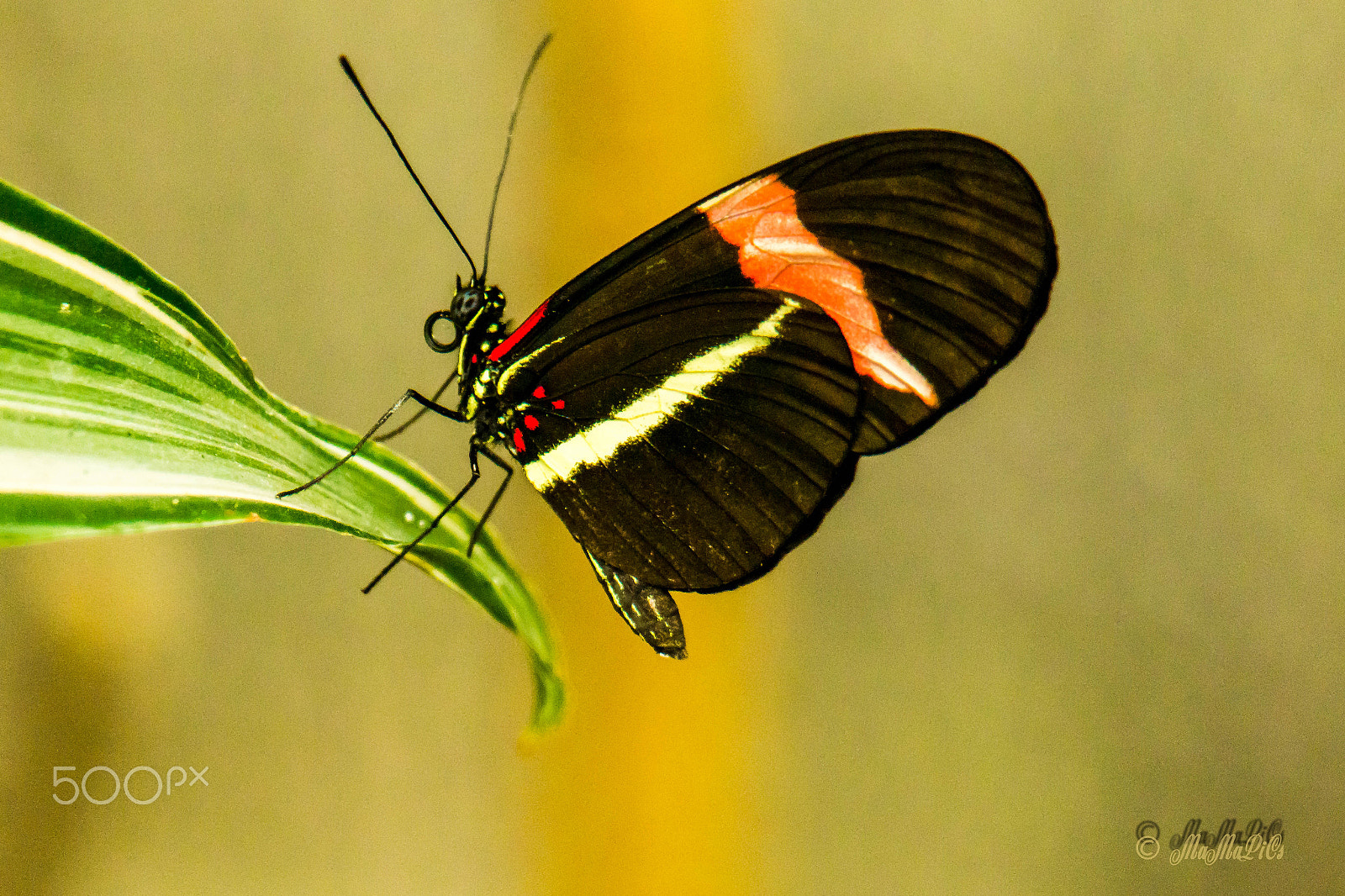 Samsung NX300 + Samsung NX 50-200mm F4-5.6 ED OIS sample photo. Heliconius erato petiveriana photography