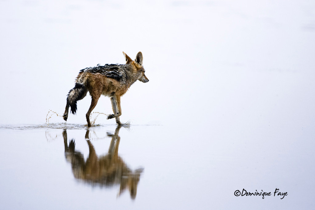 Canon EOS-1D Mark II N + Canon EF 500mm F4L IS USM sample photo. Reflection photography