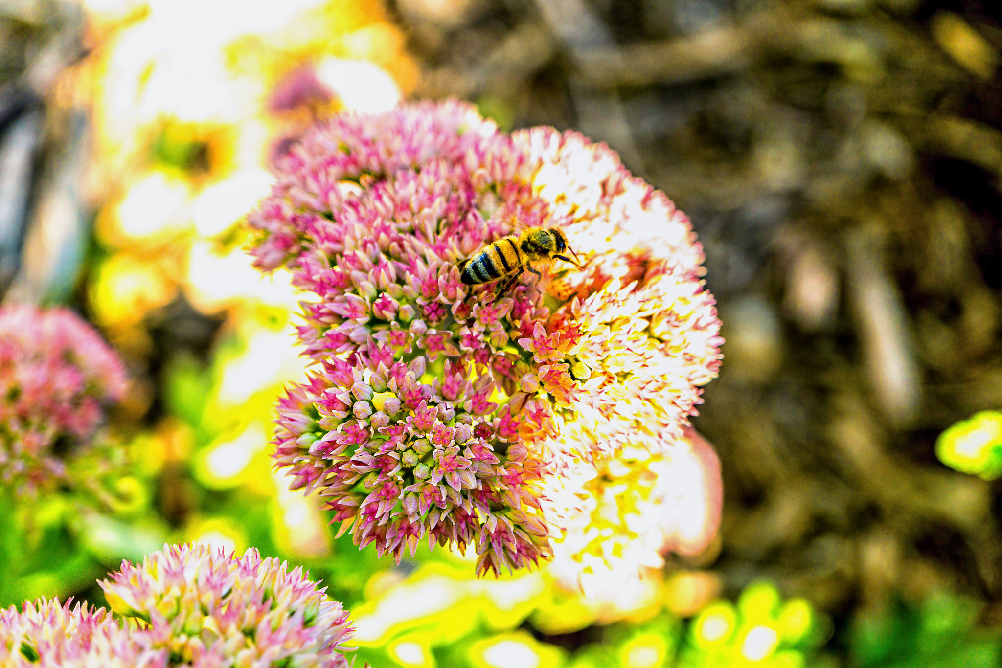 Sony a5100 + Sony E 30mm F3.5 Macro sample photo. Hard at work on labor day photography