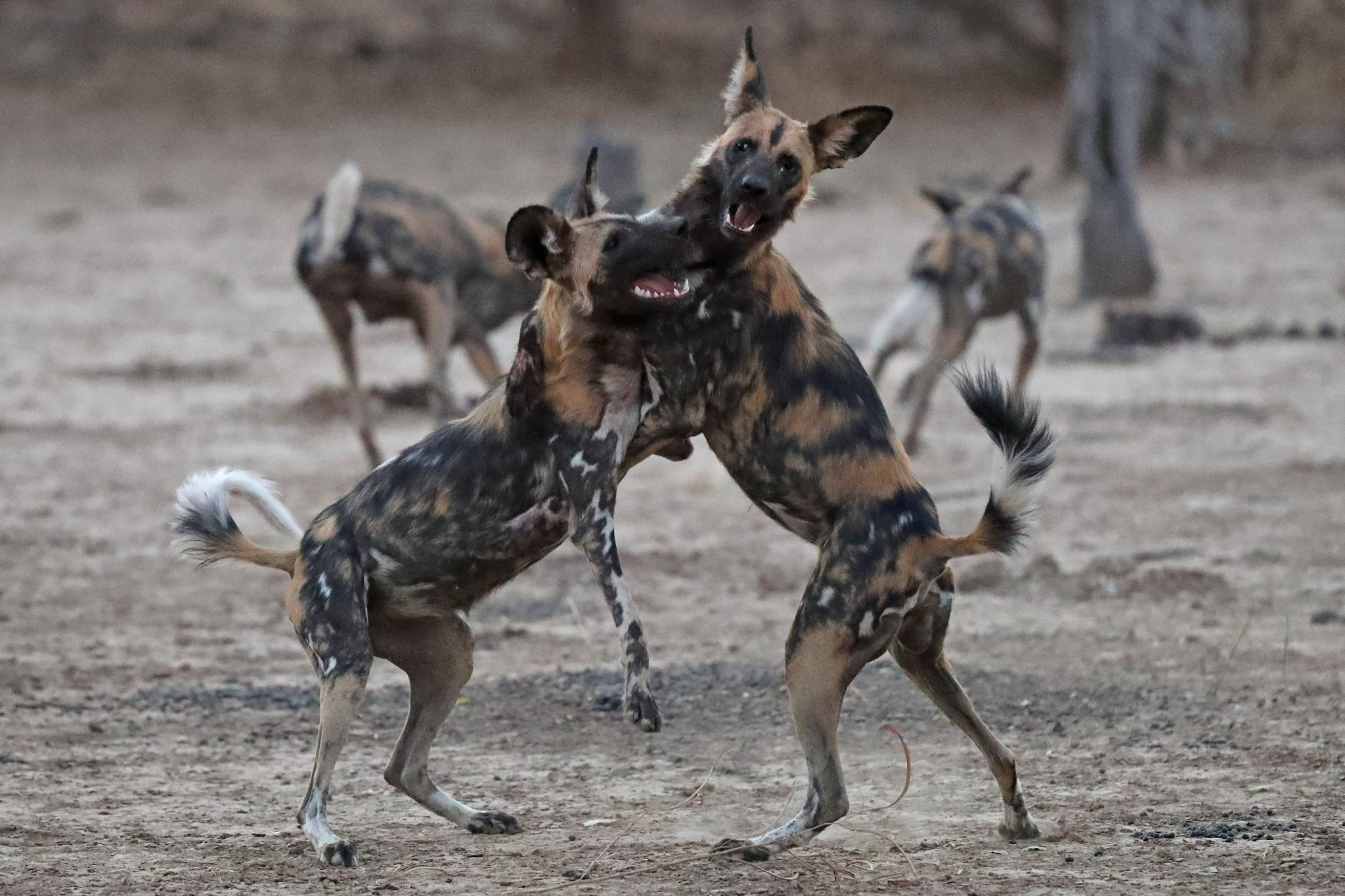 Canon EOS-1D X Mark II + Canon EF 200-400mm F4L IS USM Extender 1.4x sample photo. Wild dogs, often called painted dogs, play before  ... photography