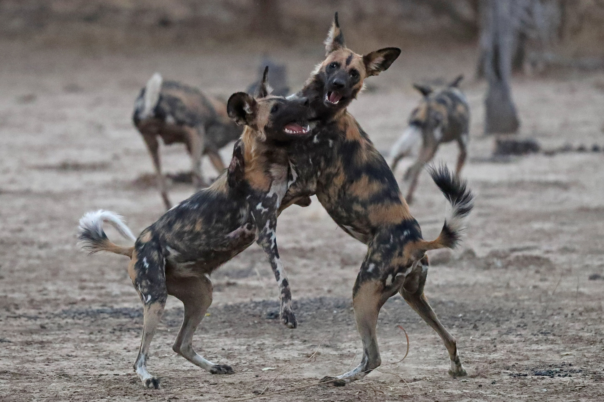 Canon EF 200-400mm F4L IS USM Extender 1.4x sample photo. Wild dogs, often called painted dogs, play before  ... photography