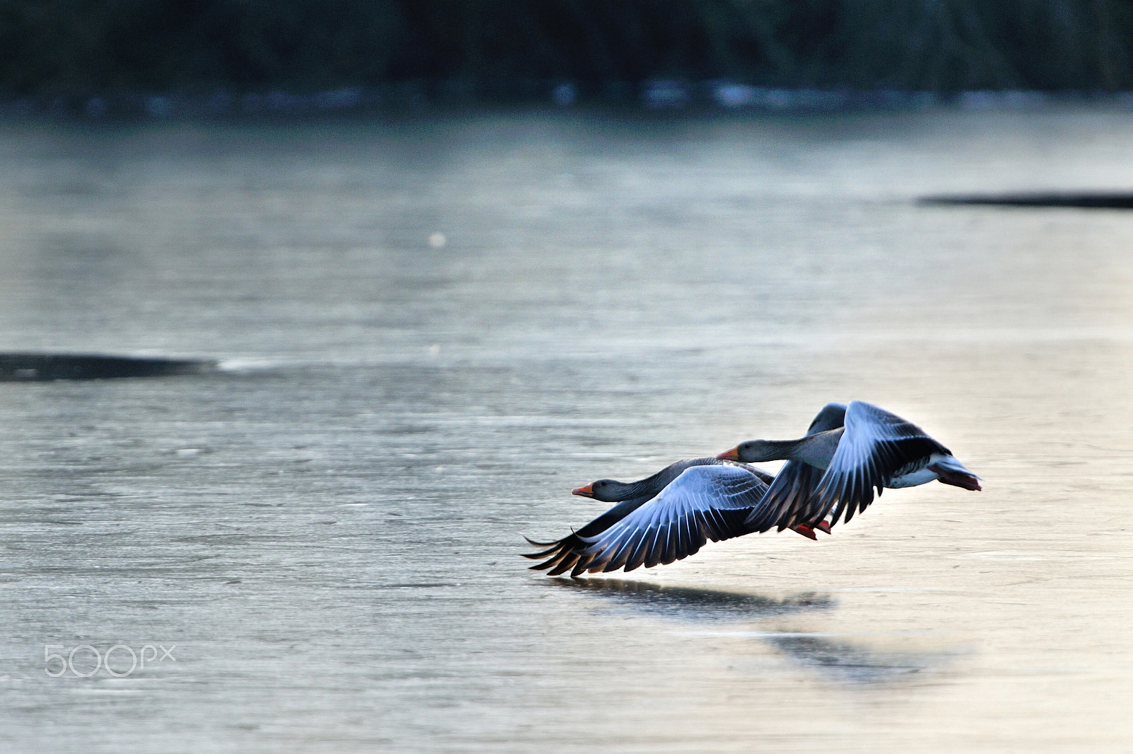 Nikon AF-S Nikkor 400mm F2.8G ED VR II sample photo. Wild geese on ice photography