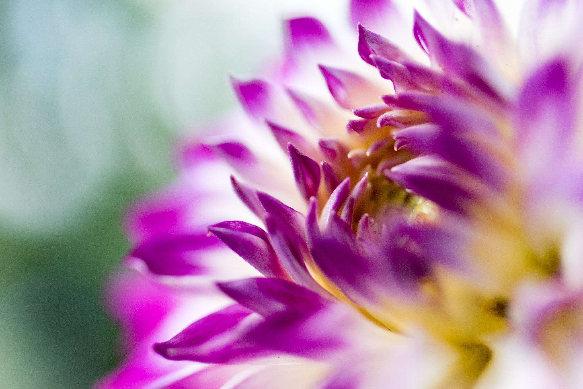 Tamron SP 35mm F1.8 Di VC USD sample photo. Dahlia photography
