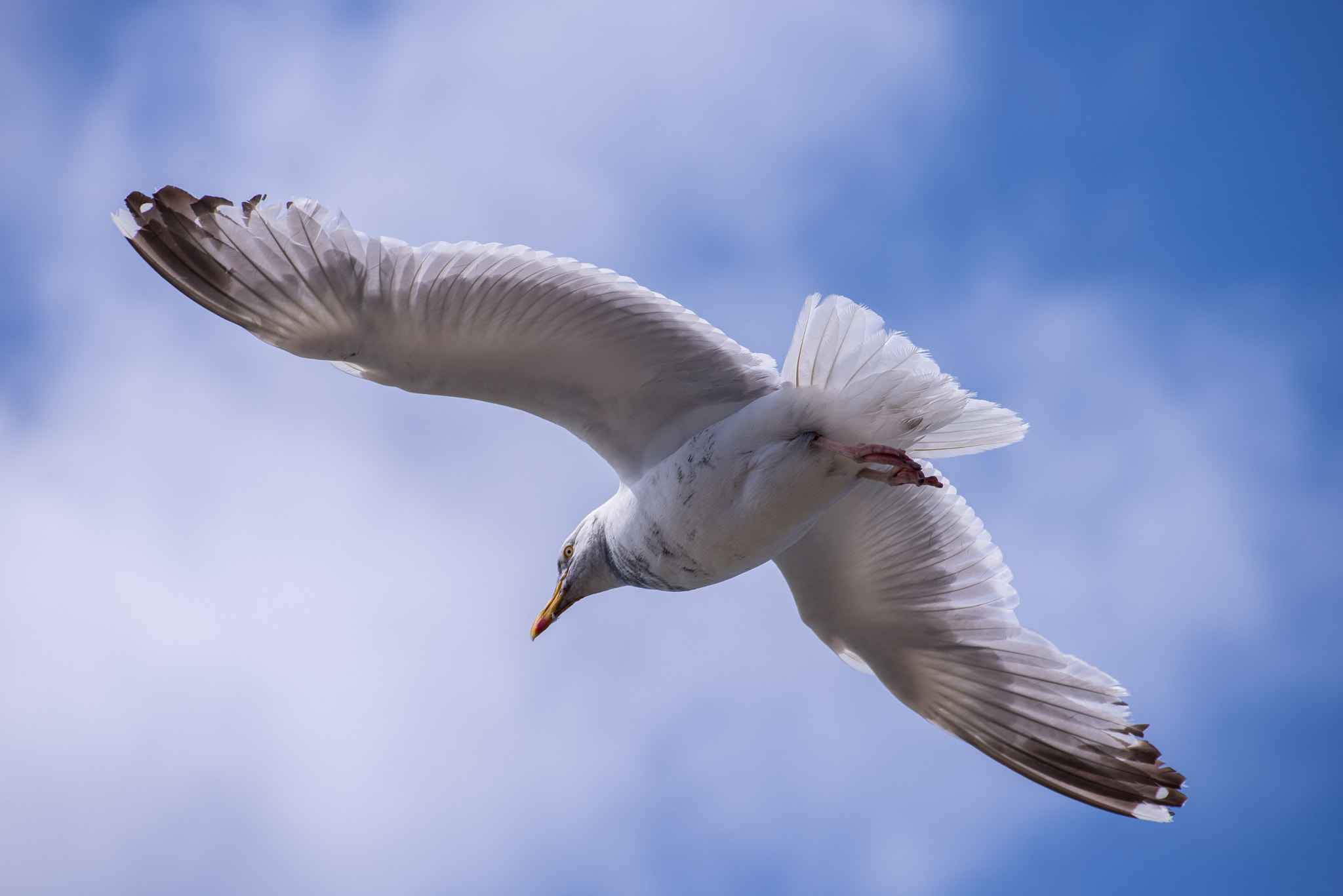 Nikon D600 sample photo. The sentinel photography