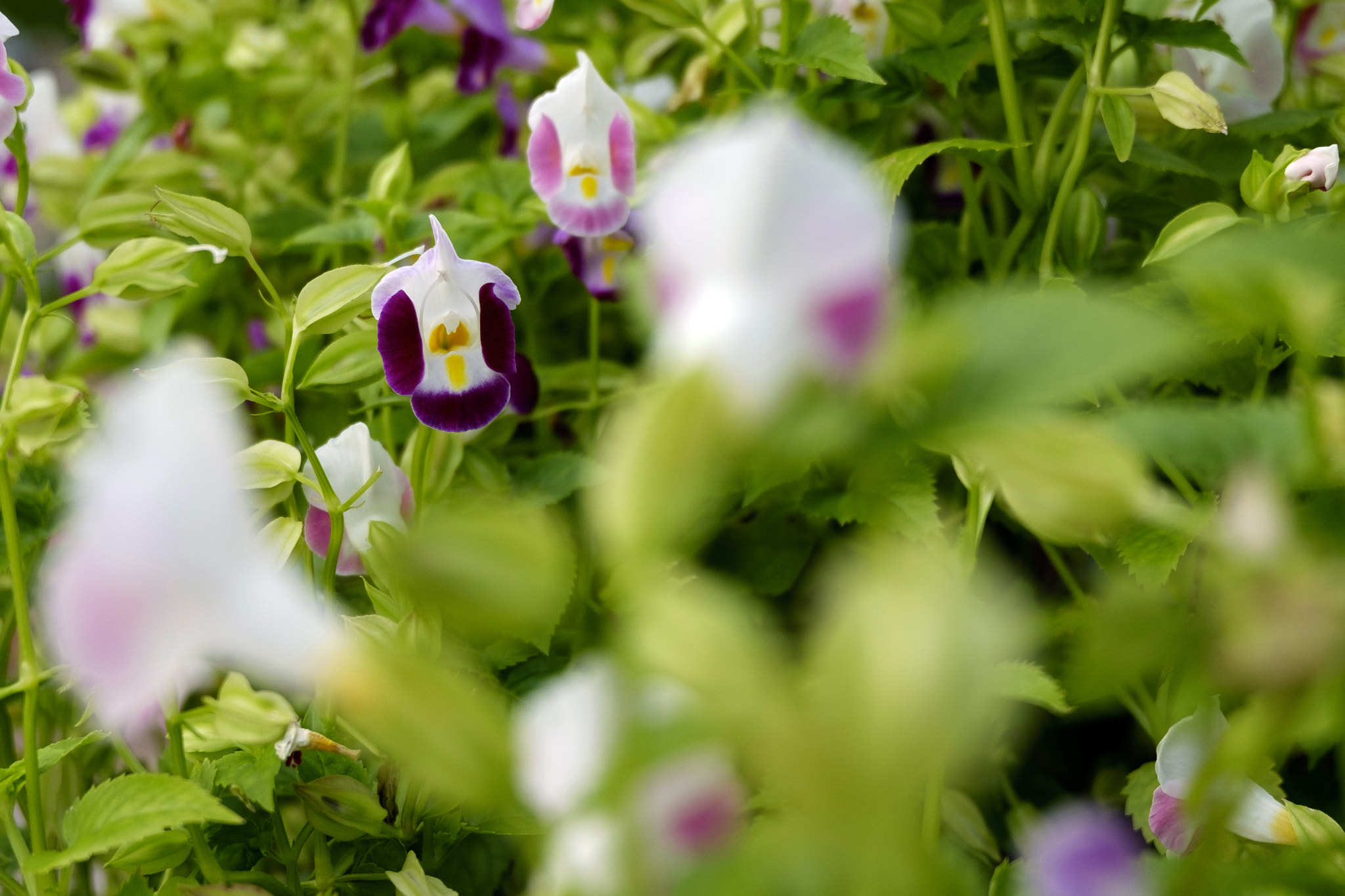 Fujifilm XC 16-50mm F3.5-5.6 OIS II sample photo. Shy photography