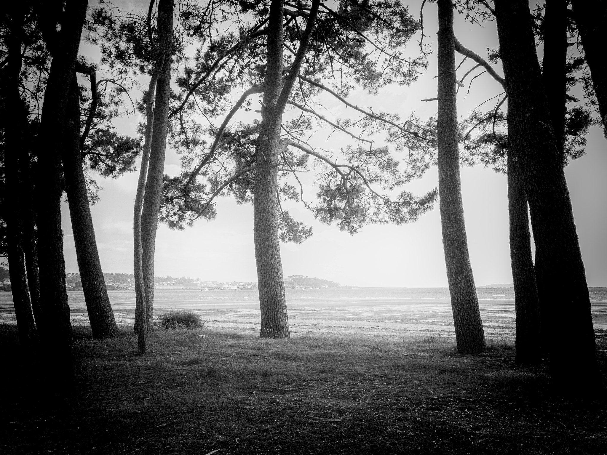 Pentax Q10 sample photo. Forest photography