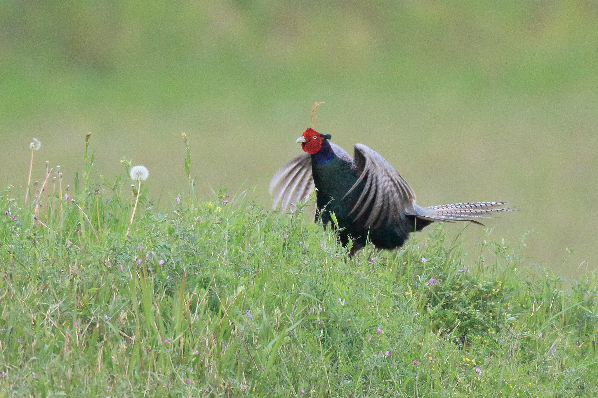 Canon EF 800mm F5.6L IS USM sample photo. キジ お嫁− photography