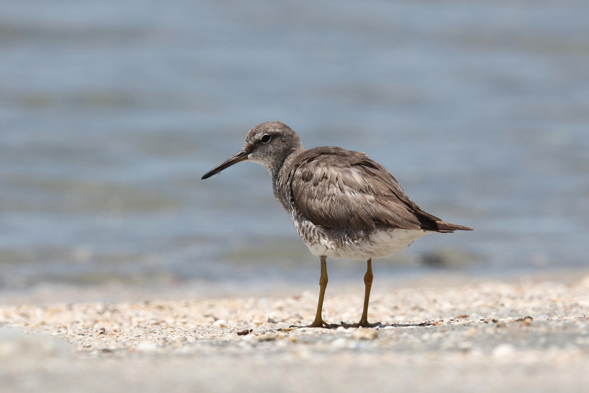 Canon EOS 5DS R + Canon EF 400mm F2.8L IS II USM sample photo. Grey-tailed tattler photography