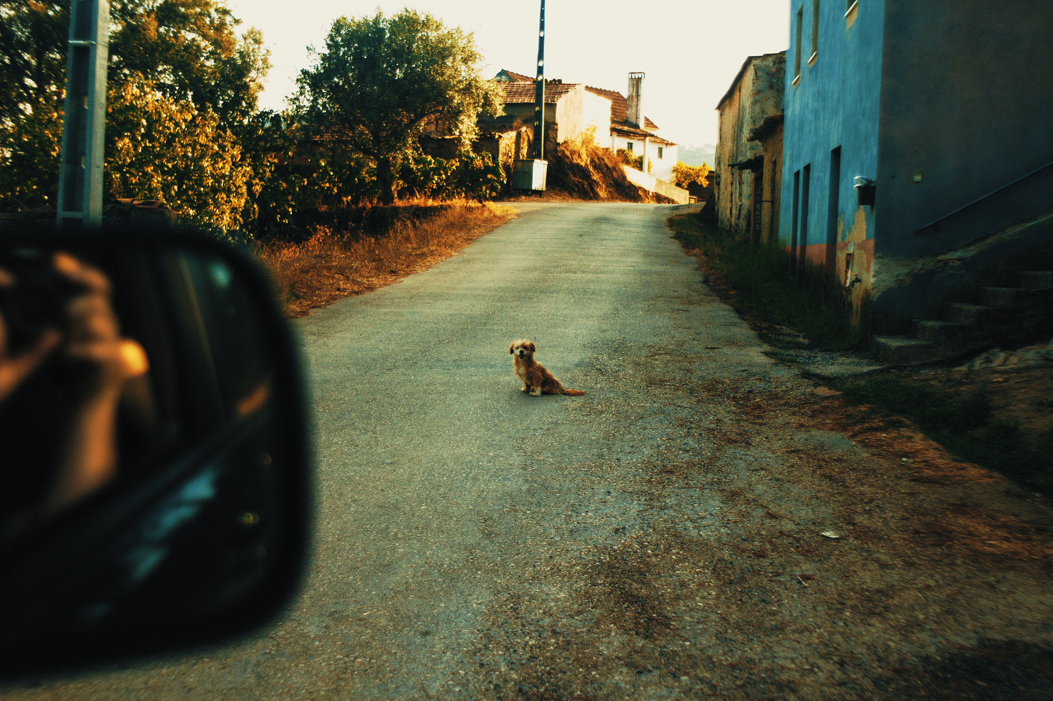 Canon EF 35-80mm f/4-5.6 sample photo. Friendly dog photography