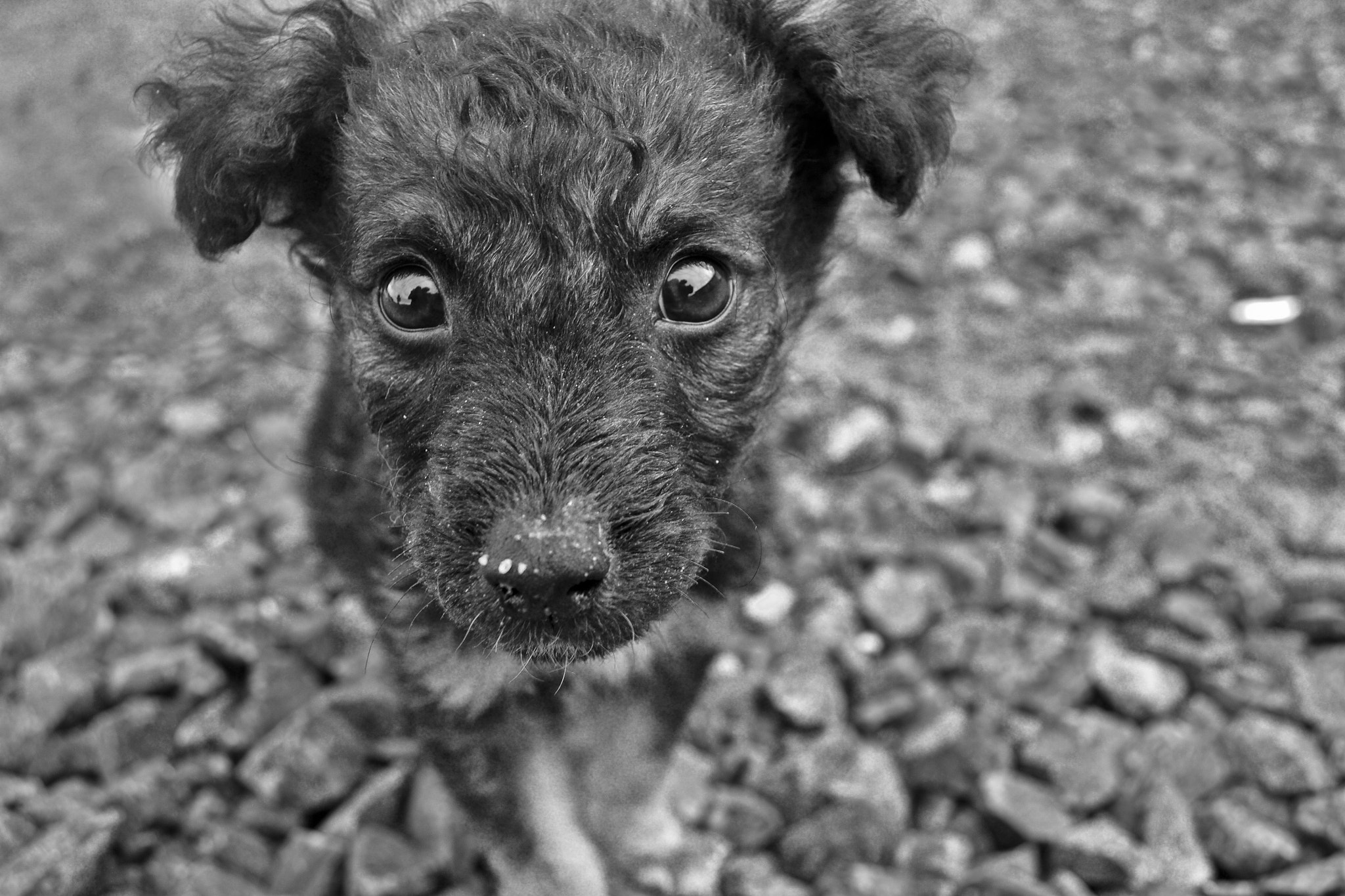 Nikon D3100 + AF Nikkor 70-210mm f/4-5.6D sample photo. "puppy world" photography