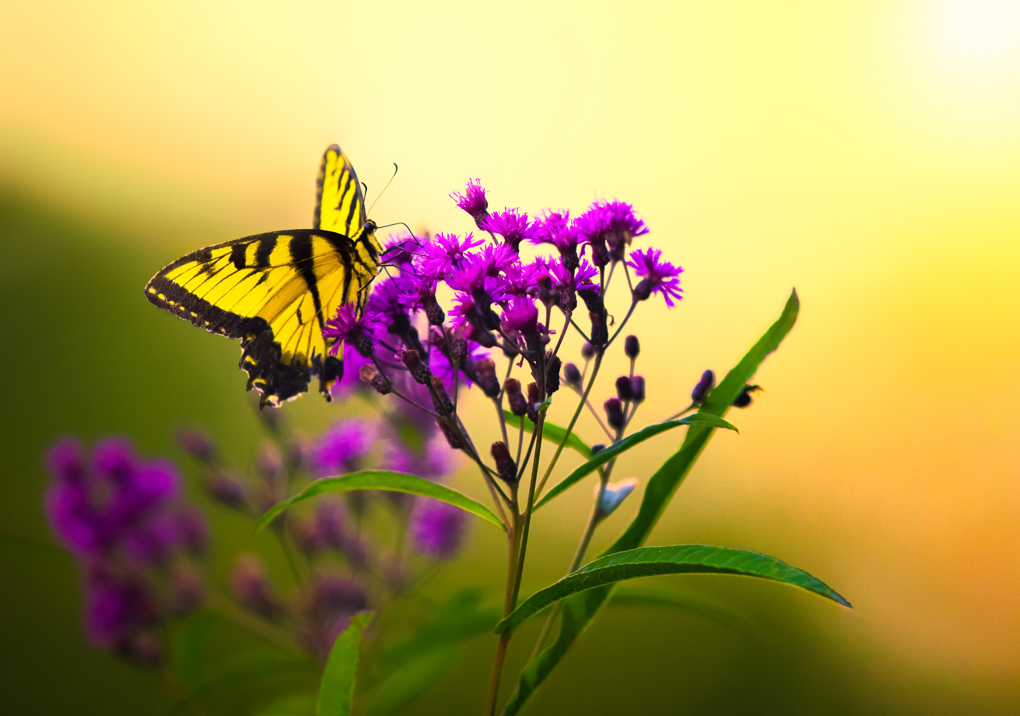 Canon EF 600mm F4L IS II USM sample photo. Butterfly and sun photography