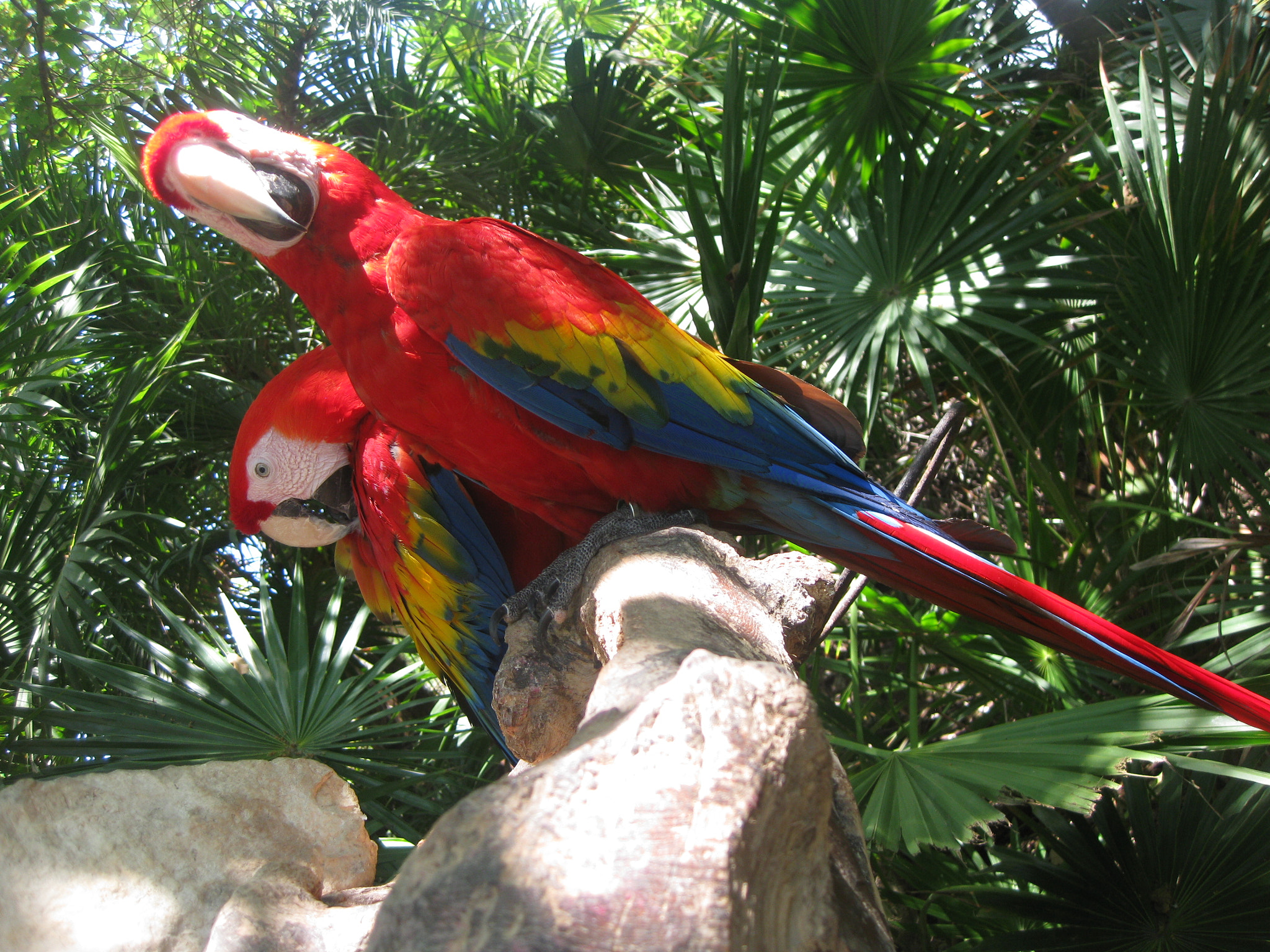 Canon PowerShot SD770 IS (Digital IXUS 85 IS / IXY Digital 25 IS) sample photo. Guacamaya photography