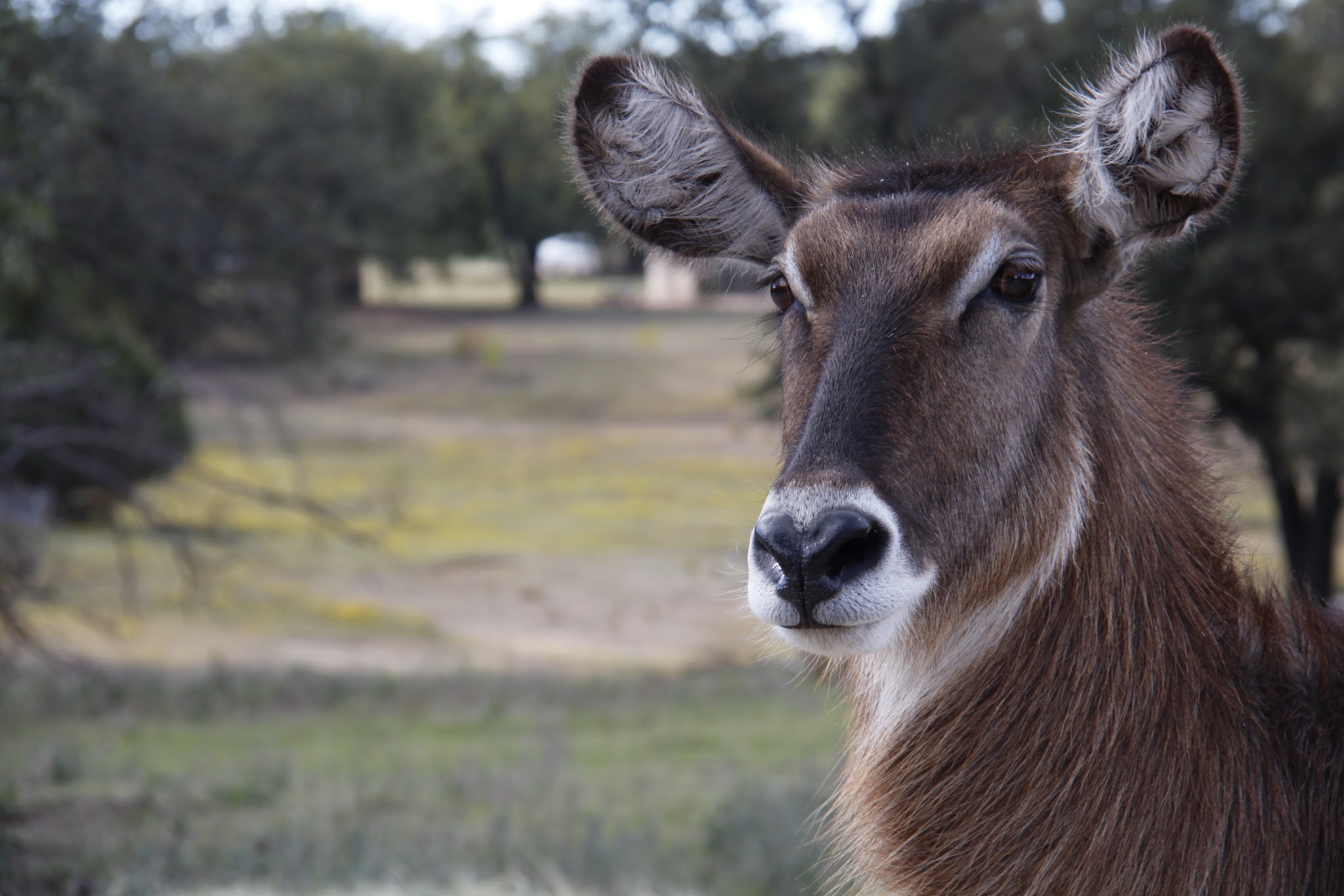Canon EOS 650D (EOS Rebel T4i / EOS Kiss X6i) sample photo. Posing for a pic! photography