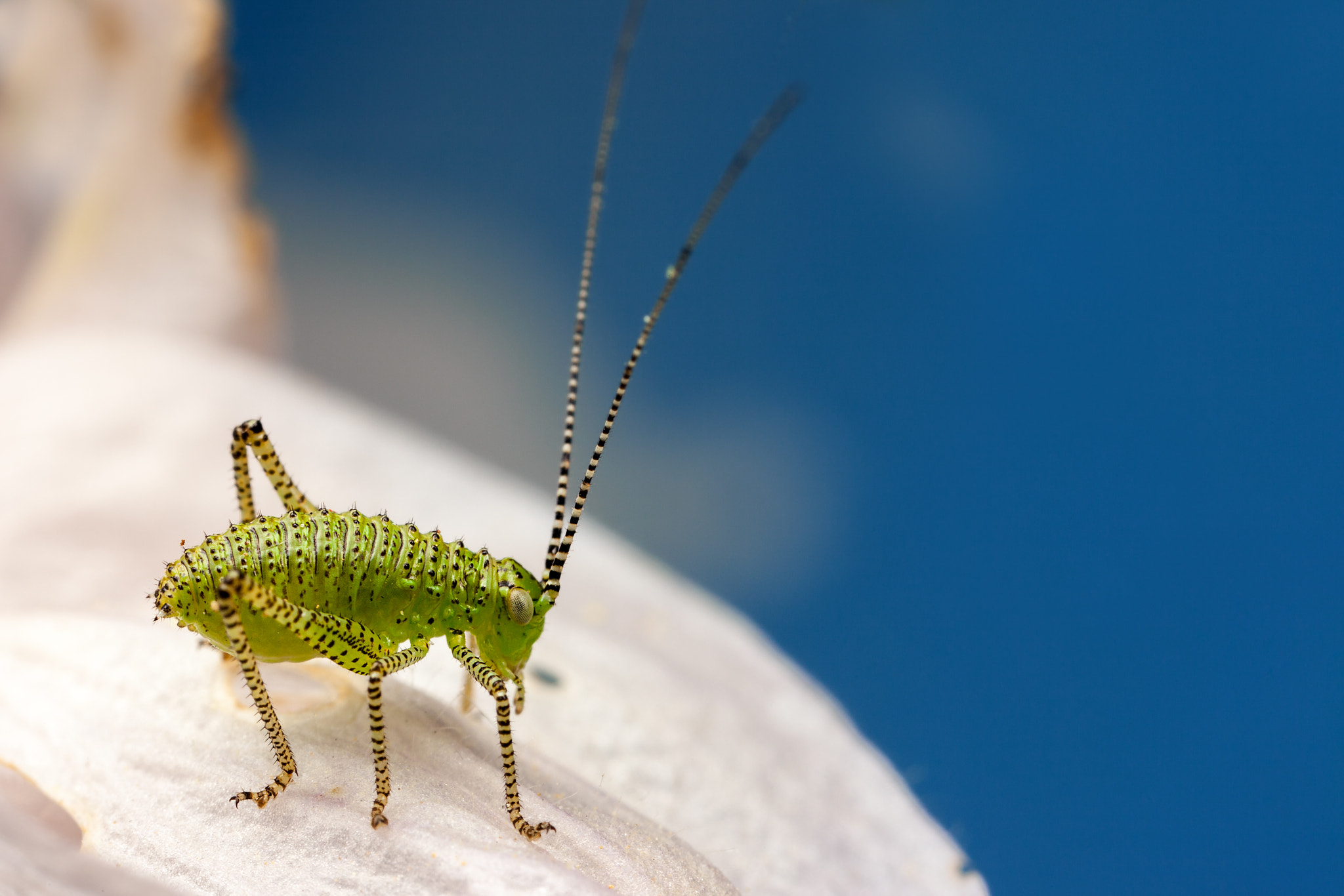 Canon EOS 5D Mark II + Canon MP-E 65mm F2.5 1-5x Macro Photo sample photo. Cricket on a petal photography