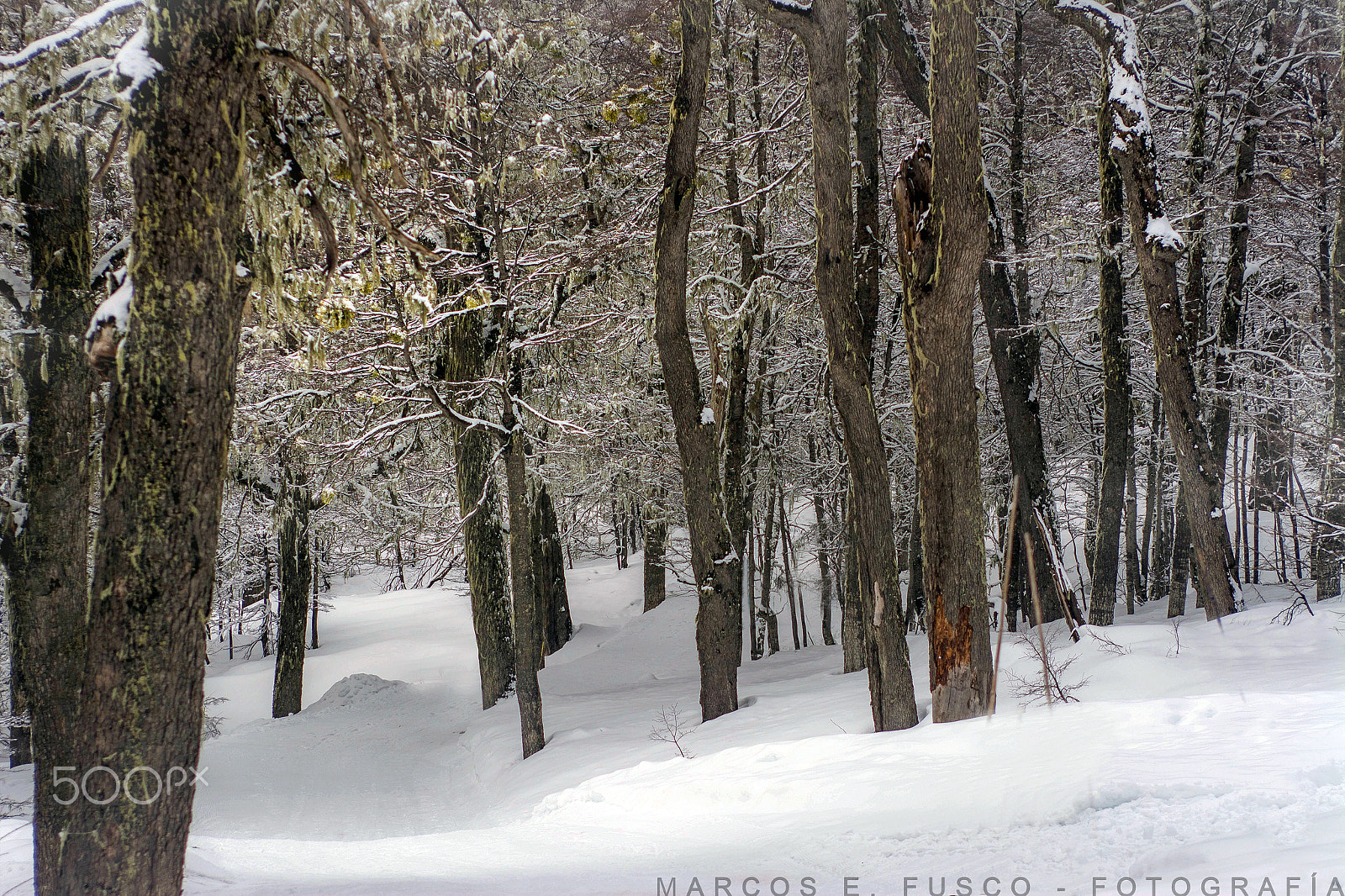 Nikon D7100 + AF Zoom-Nikkor 35-70mm f/2.8D sample photo. Bosque nevado. photography