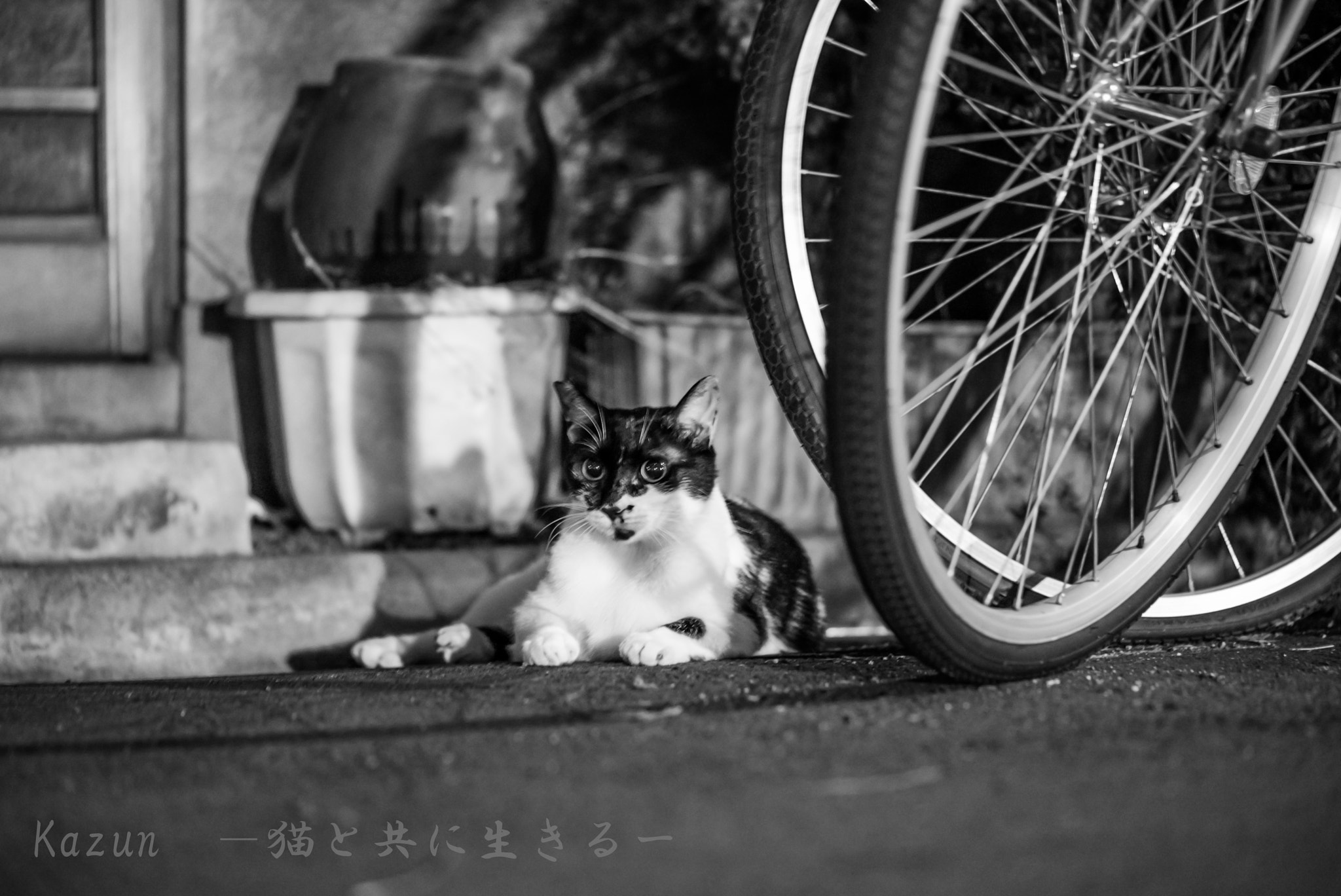 Sony a7S II + Sony FE 90mm F2.8 Macro G OSS sample photo. (*゜∀゜) photography