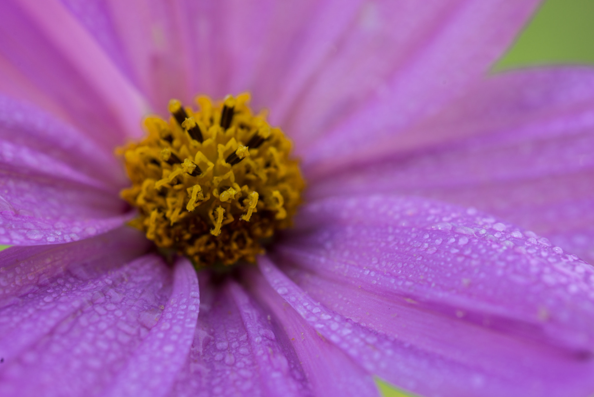 Sigma 150mm F2.8 EX DG OS Macro HSM sample photo. Purple rain photography